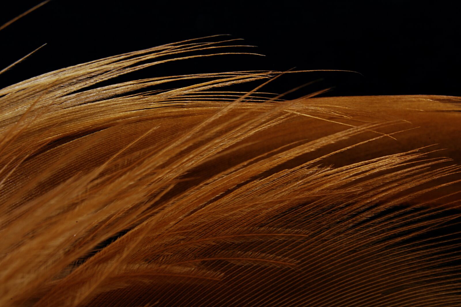 Canon EOS 750D (EOS Rebel T6i / EOS Kiss X8i) sample photo. Feather, bird, avian photography