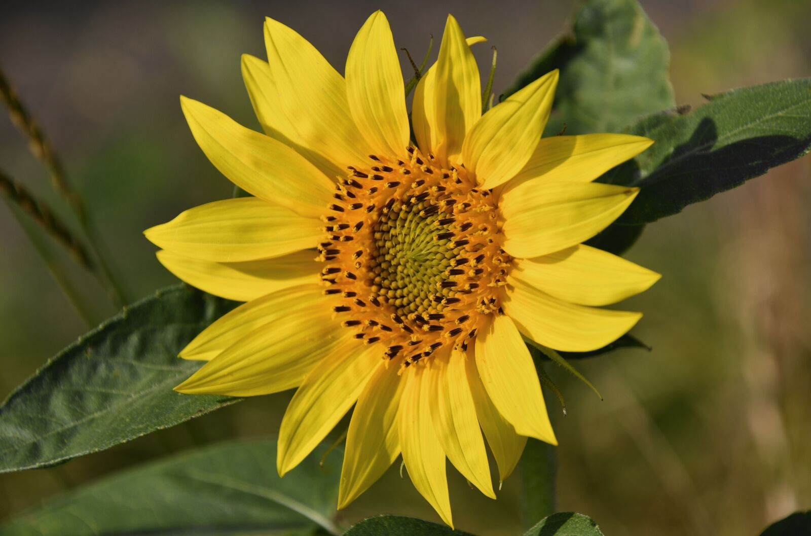 Nikon D7500 sample photo. In the morning, sunflower photography