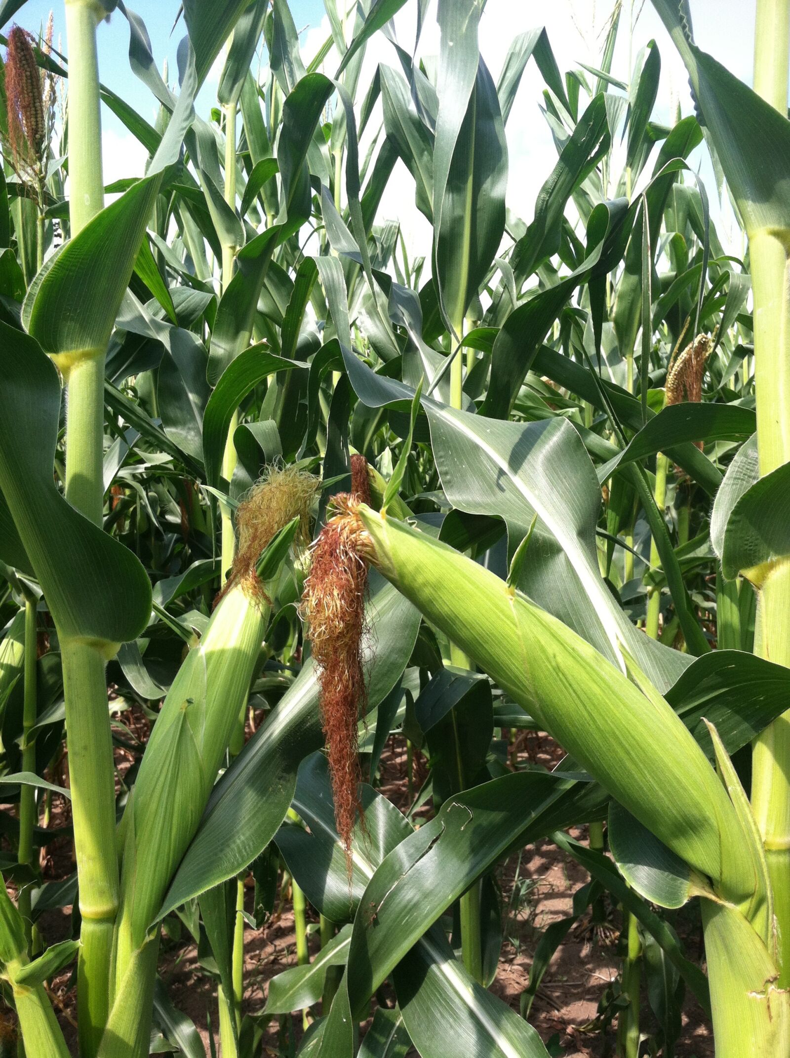 Apple iPhone 4 sample photo. Corn, cob, plant photography