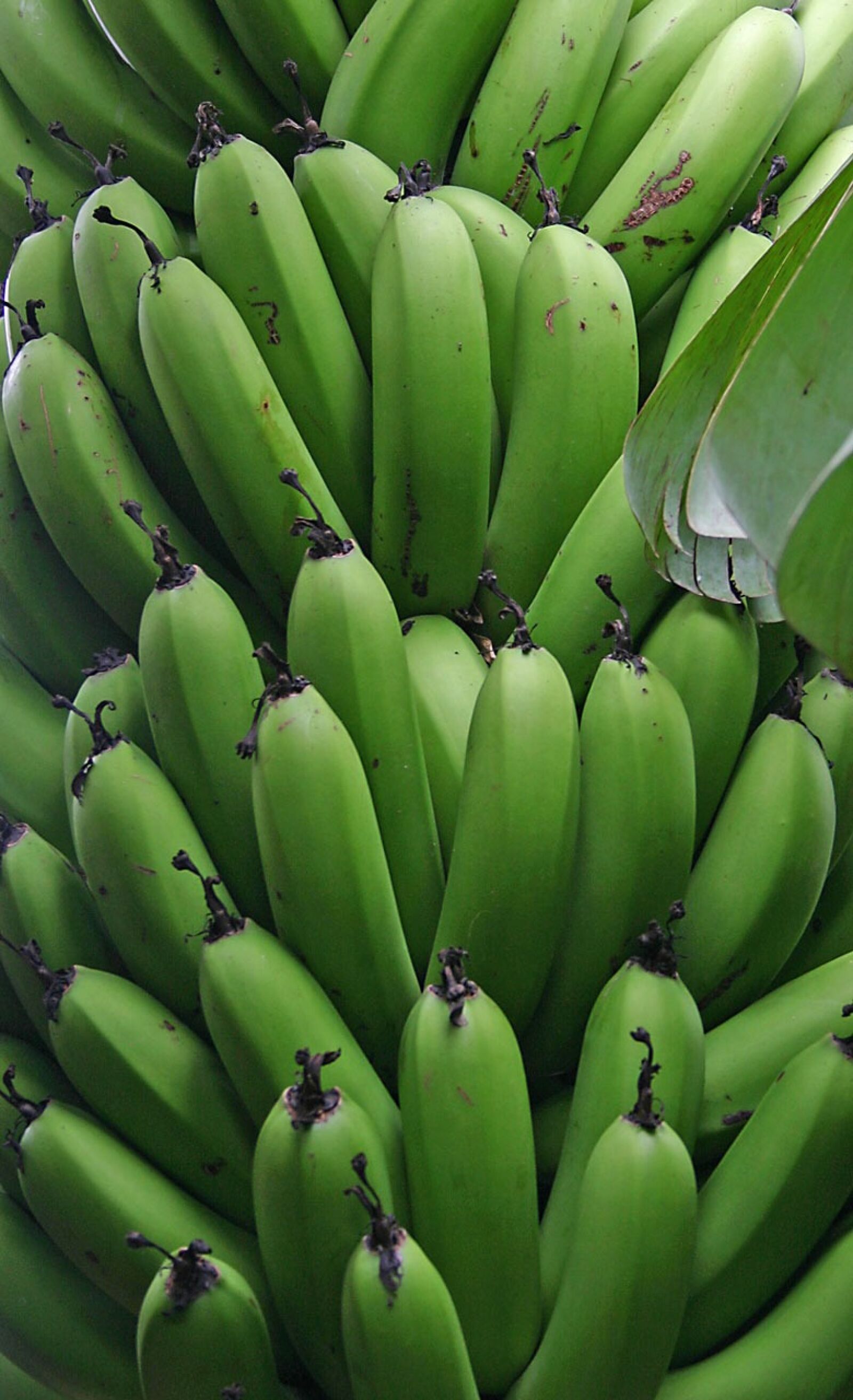 Canon EOS 300D (EOS Digital Rebel / EOS Kiss Digital) sample photo. Banana, fruit, unripe photography