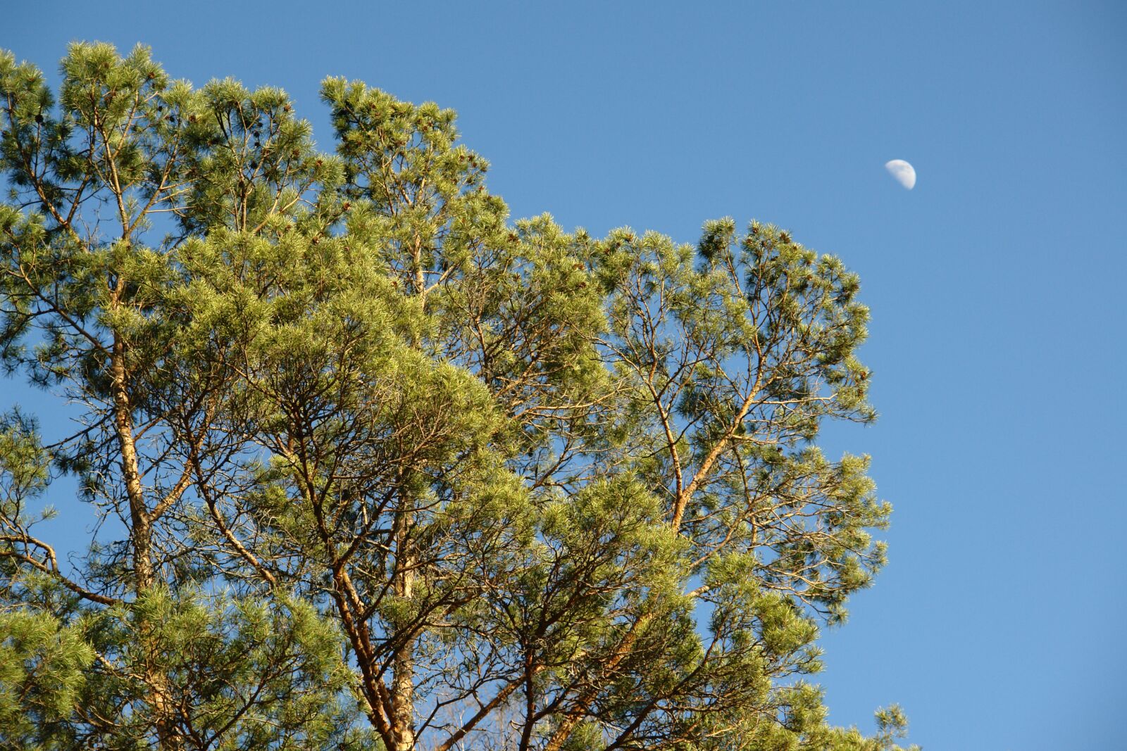 Sony DSC-R1 sample photo. Pine, sky, moon photography