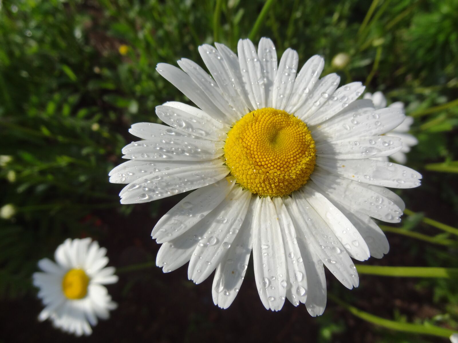 Sony Cyber-shot DSC-HX9V sample photo. Nature, sky, sun photography