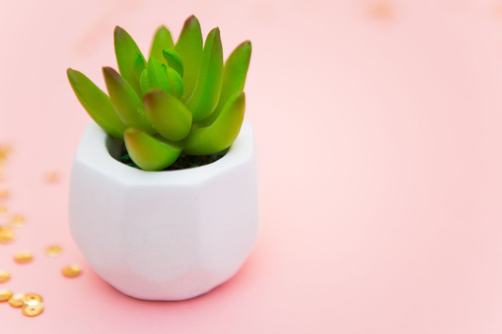 Canon EF 24-70mm F2.8L USM sample photo. Succulent, rose, nice photography