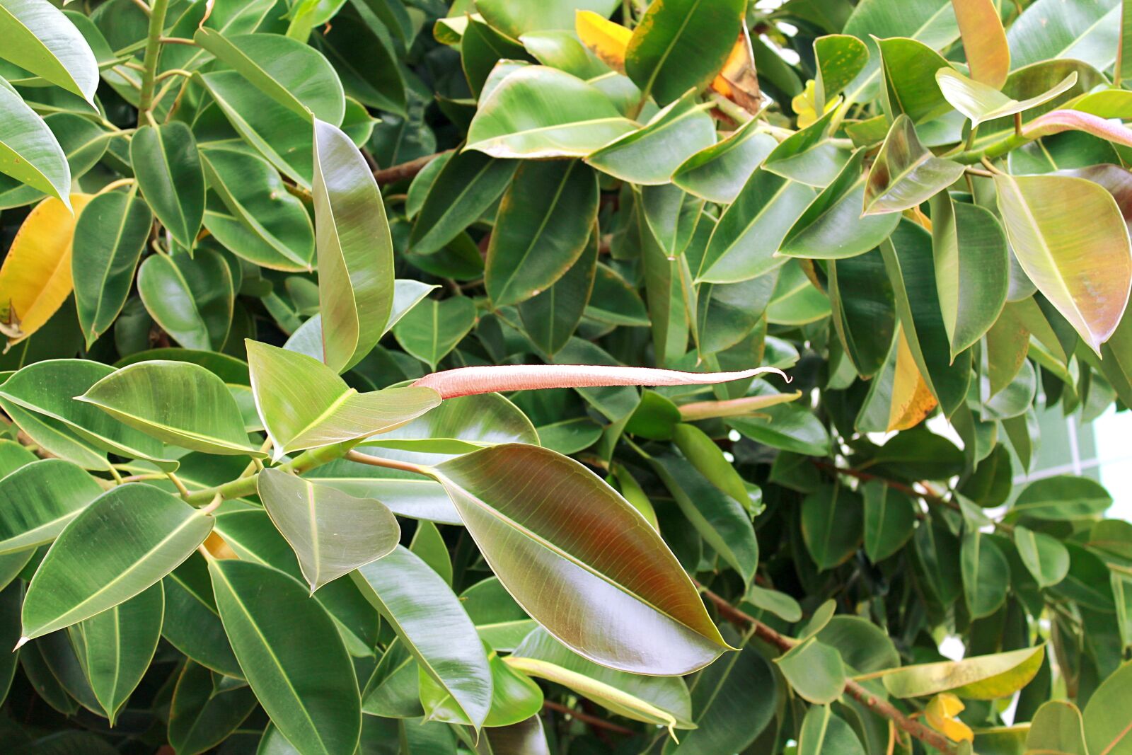 Canon EOS 1100D (EOS Rebel T3 / EOS Kiss X50) sample photo. Pipal, ficus elastica, ficus photography
