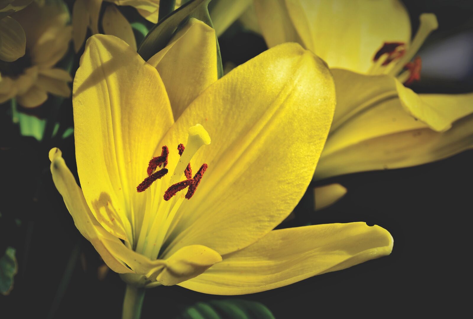 Nikon D7200 sample photo. Lily, blossom, bloom photography