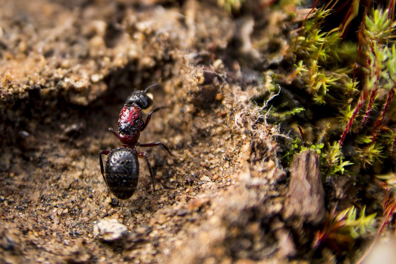 Canon EOS 700D (EOS Rebel T5i / EOS Kiss X7i) sample photo. Ants, earth, foam photography