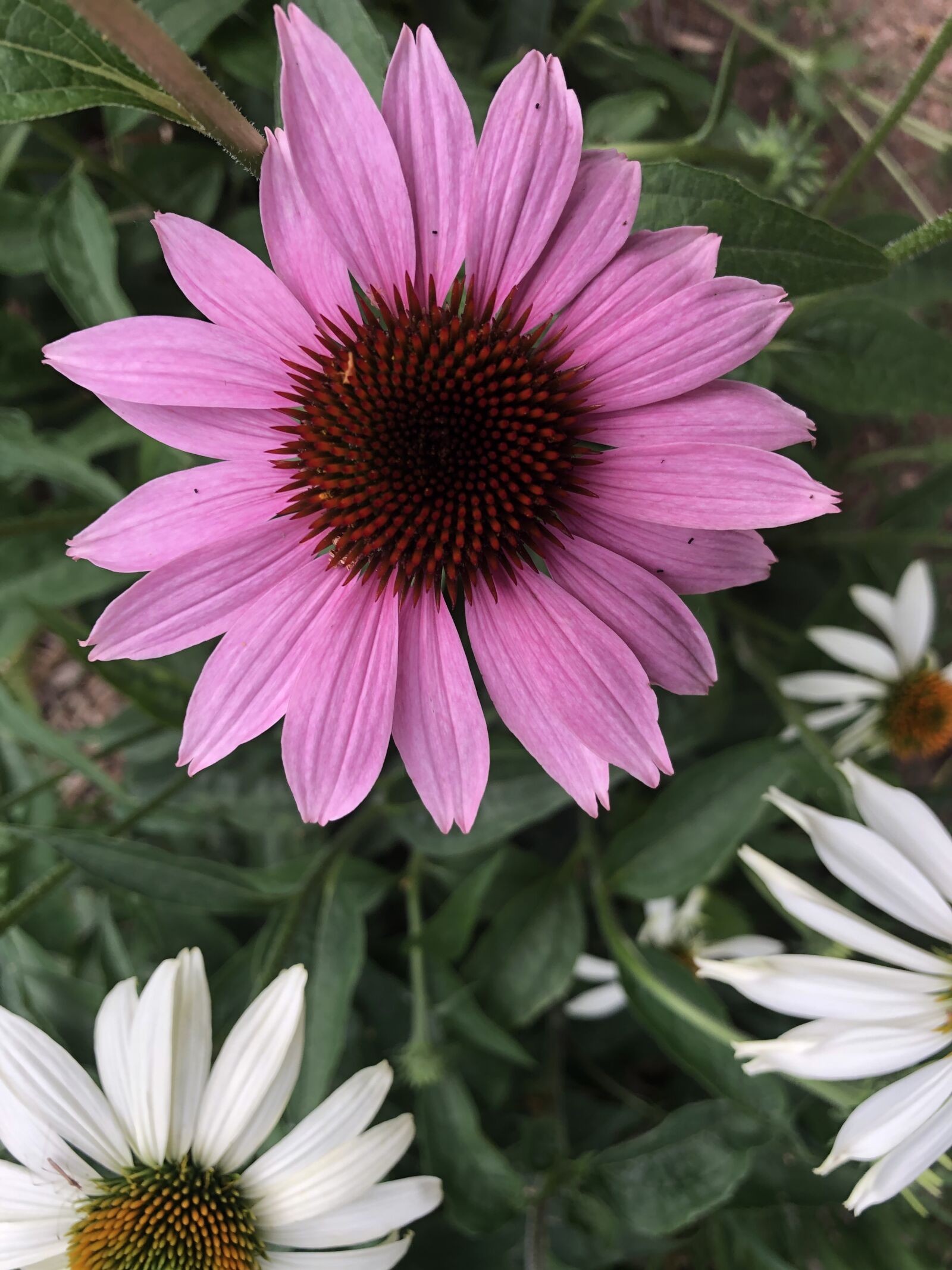 iPhone 8 back camera 3.99mm f/1.8 sample photo. Earth day, flower, nature photography
