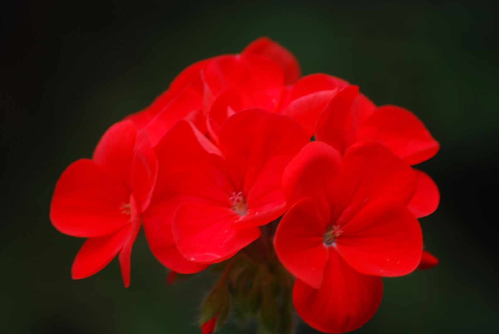 Nikon D80 + Nikon AF Nikkor 70-300mm F4-5.6G sample photo. Beautiful, flowers, flower, red photography