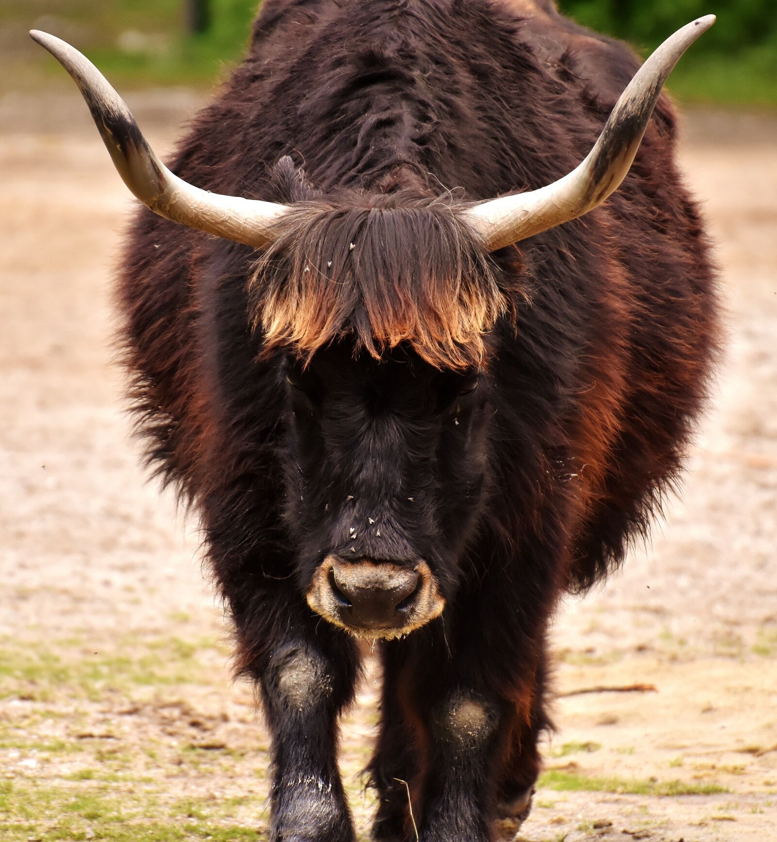 Nikon D7200 sample photo. Aurochs, beef, cattle photography