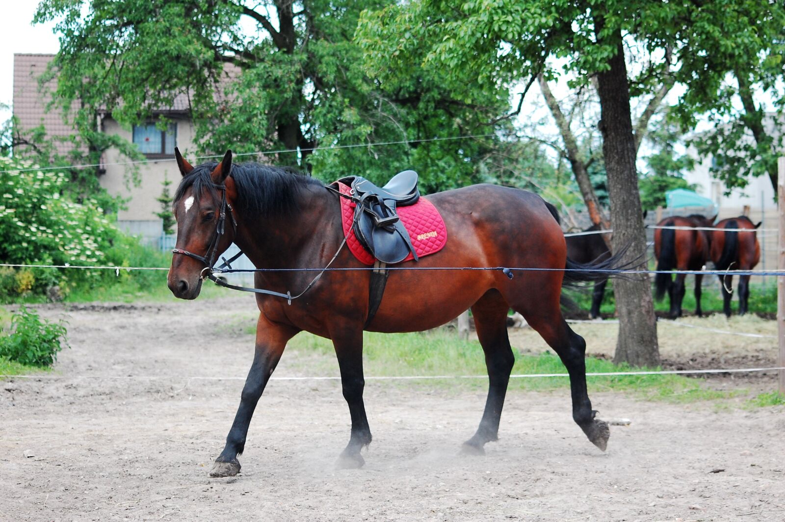 Nikon D40 sample photo. The horse, work, lon photography