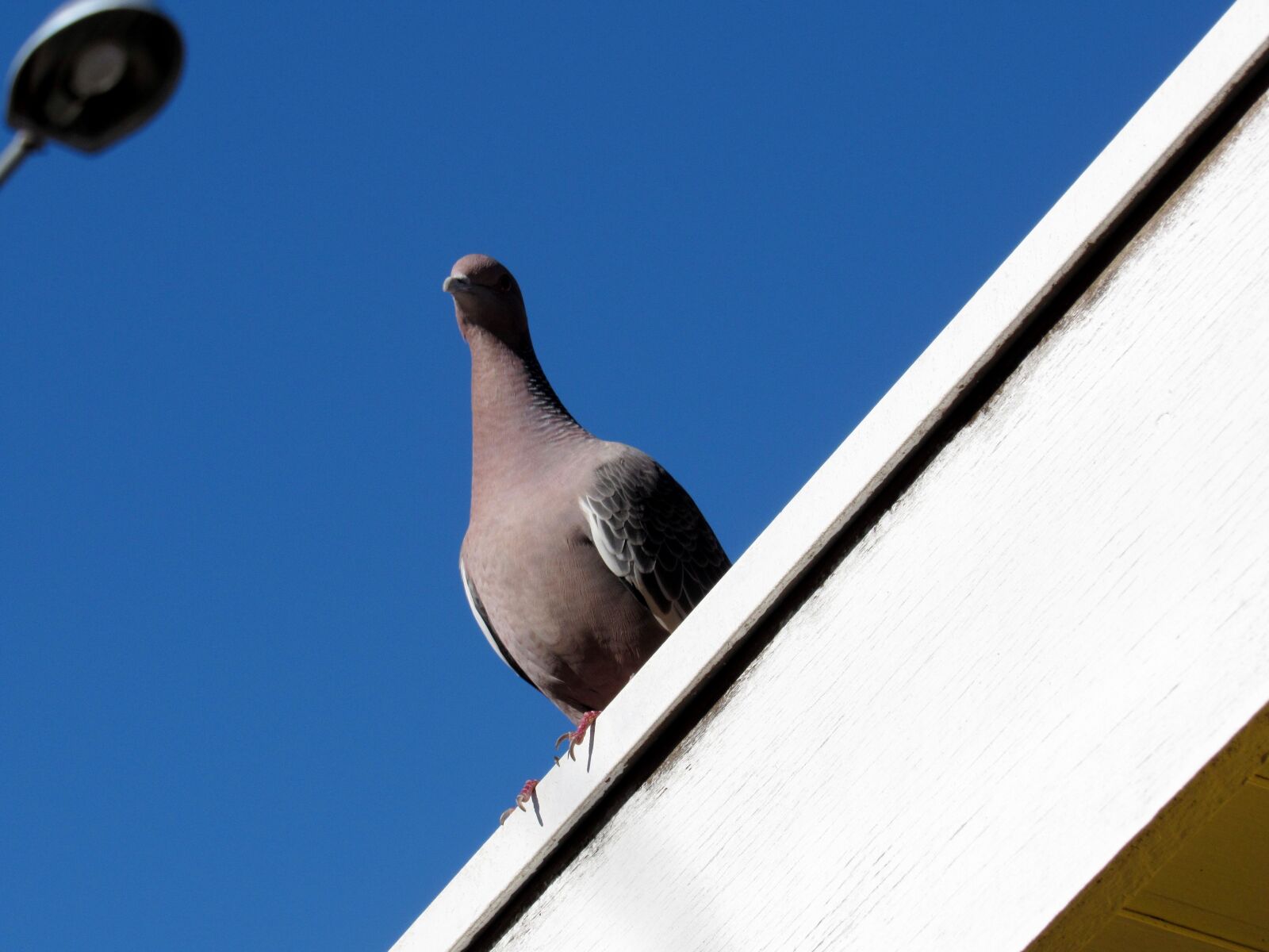 Canon PowerShot SX520 HS sample photo. Bird, dove, nature photography
