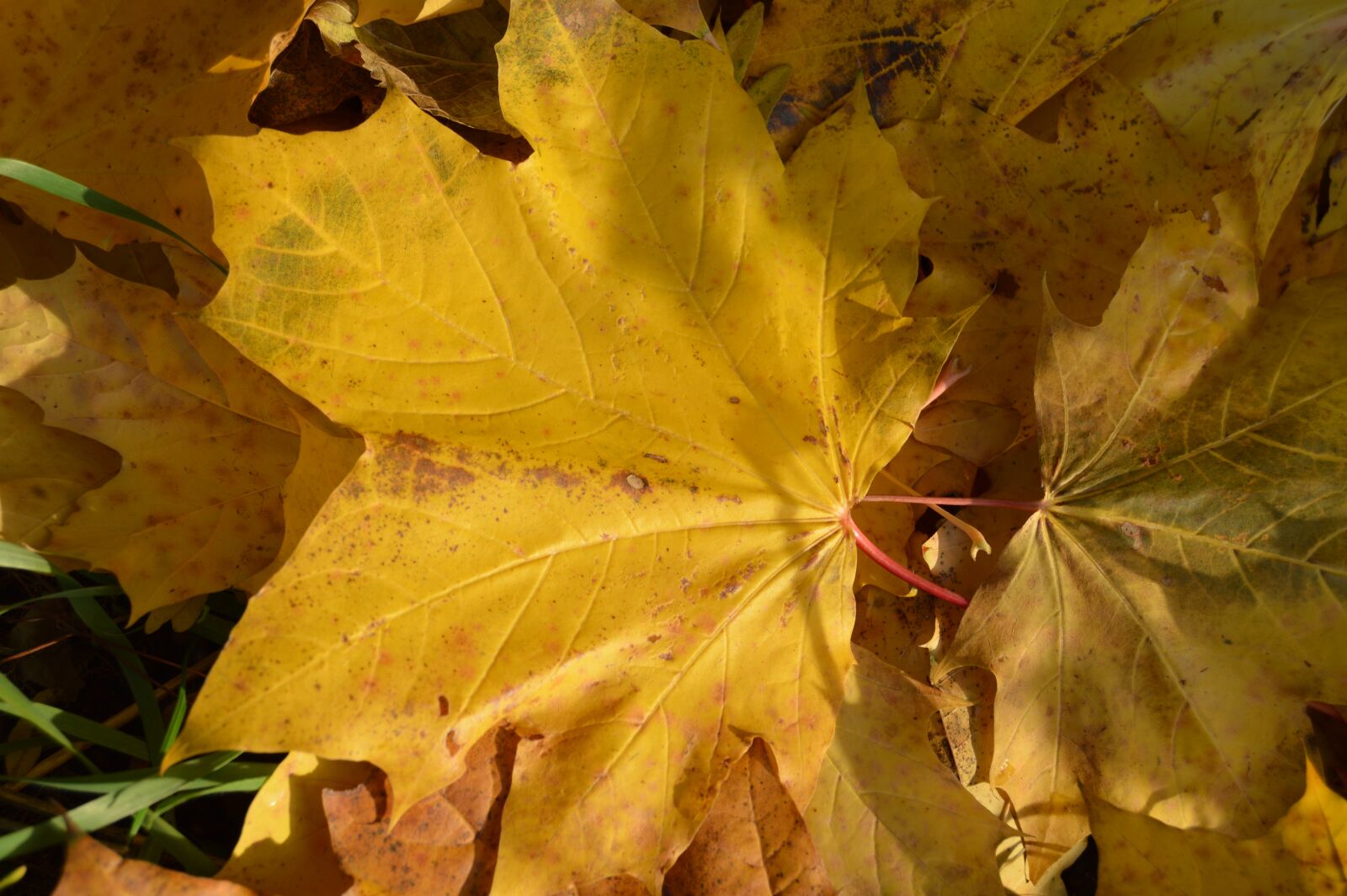 Nikon D3200 sample photo. Autumn, leaf, clone photography