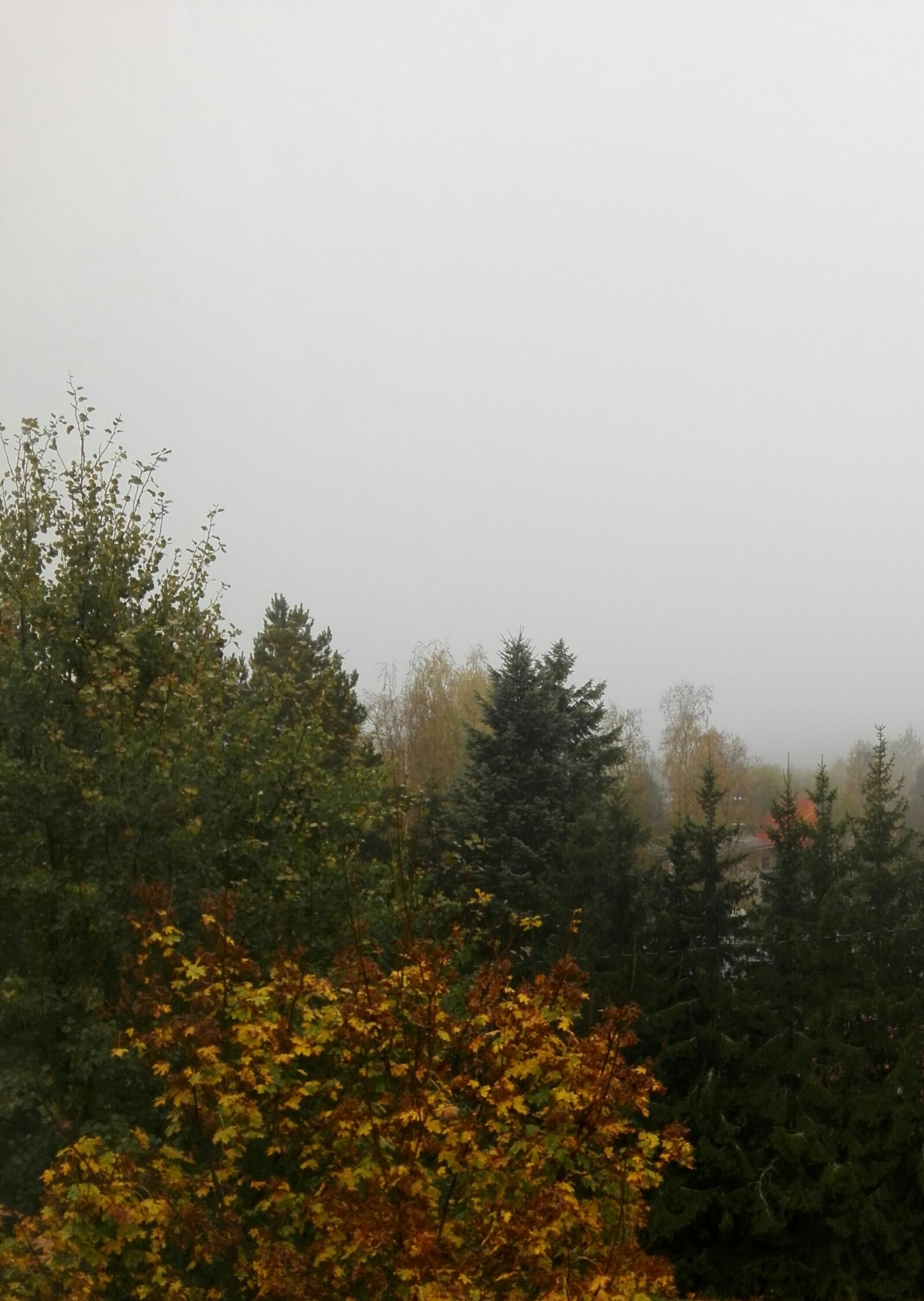 HUAWEI Che2-L11 sample photo. Autumn, dark, fall, fog photography