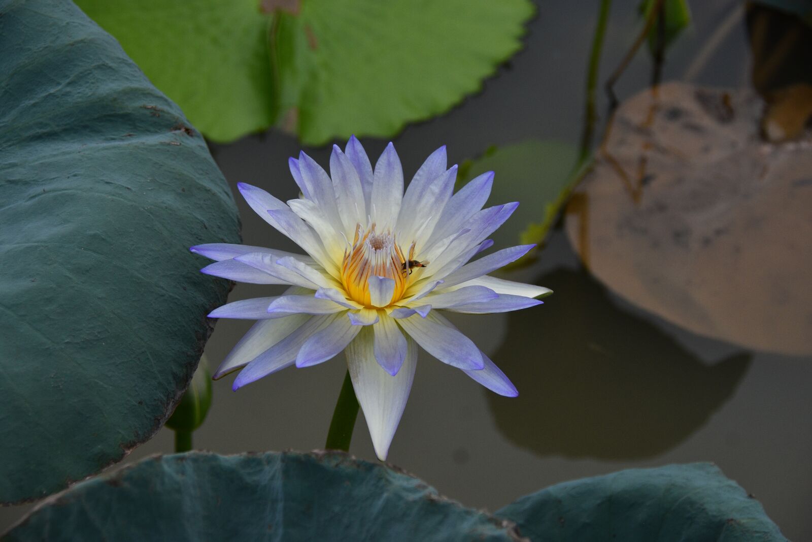 Nikon D7200 sample photo. Lotus, pond, lake photography
