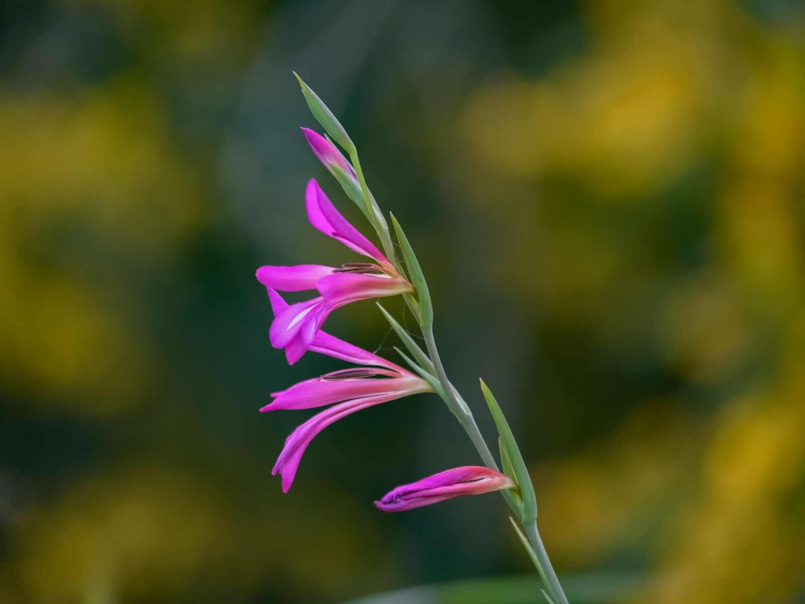 Nikon D3300 sample photo. Gladiolus italicus, common sword-lily photography