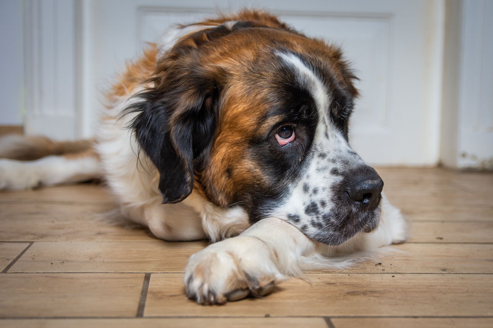 Nikon D7200 sample photo. Dog, st bernard, pet photography