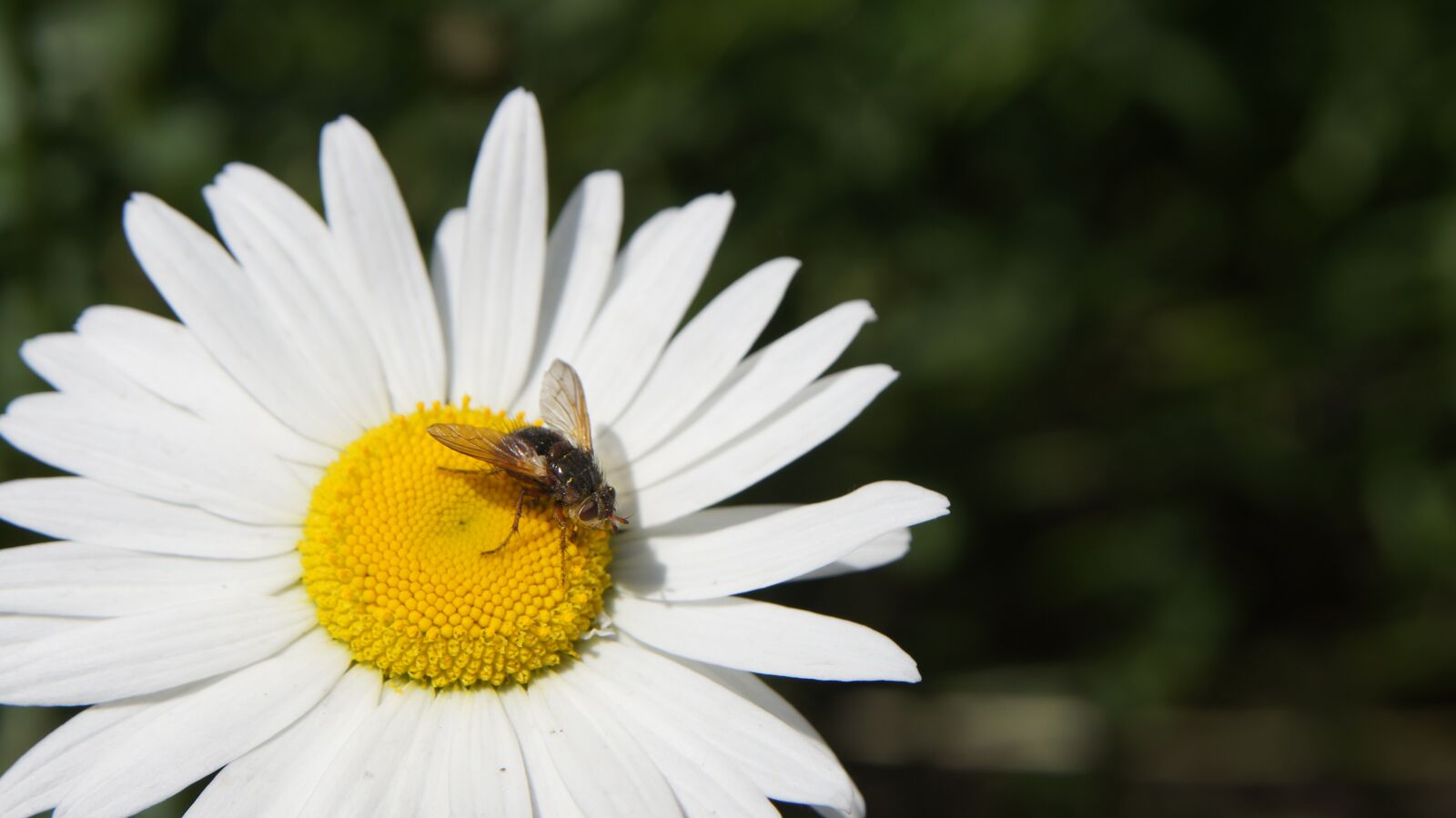Sony SLT-A55 (SLT-A55V) sample photo. Pyrethrum, fly, flower photography