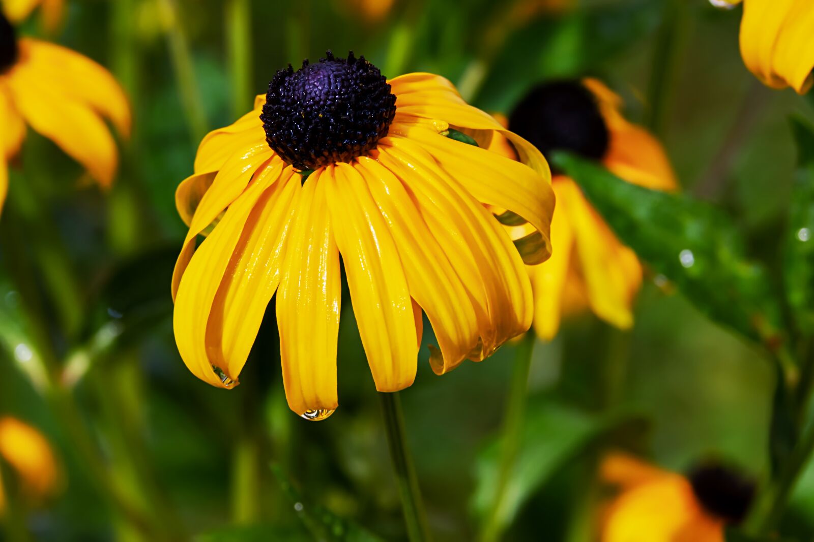 Fujifilm XF 55-200mm F3.5-4.8 R LM OIS sample photo. Coneflower, ordinary sonnenhut, rudbeckia photography