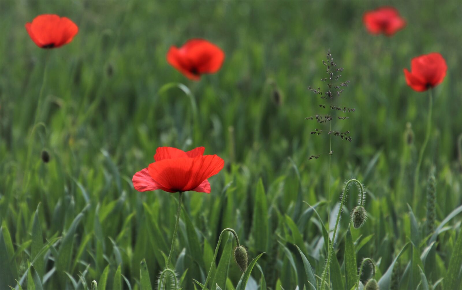 Canon EOS 80D sample photo. Poppy, meadows, poppy flower photography