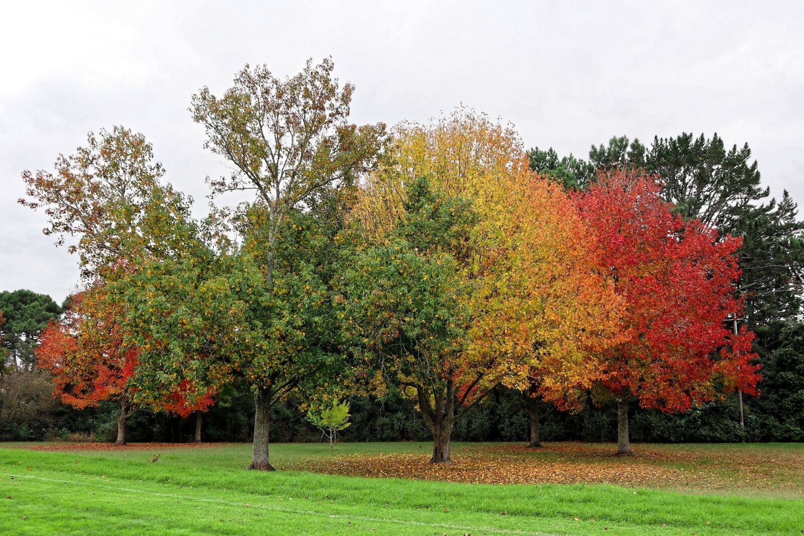 Canon EOS M100 sample photo. Tree, nature, park photography