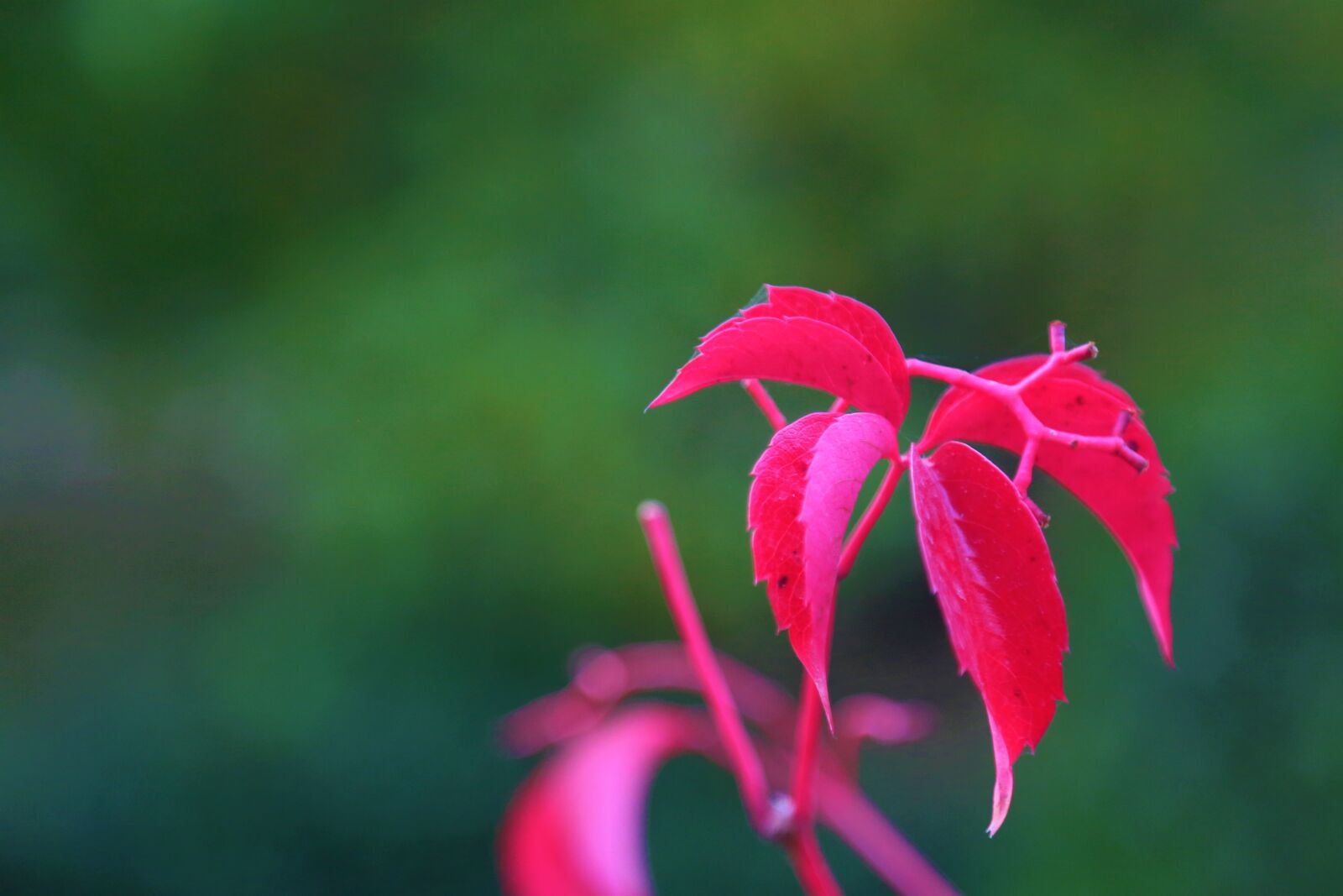 Canon EF 24-105mm F4L IS USM sample photo. Leaves, autumn, nature photography