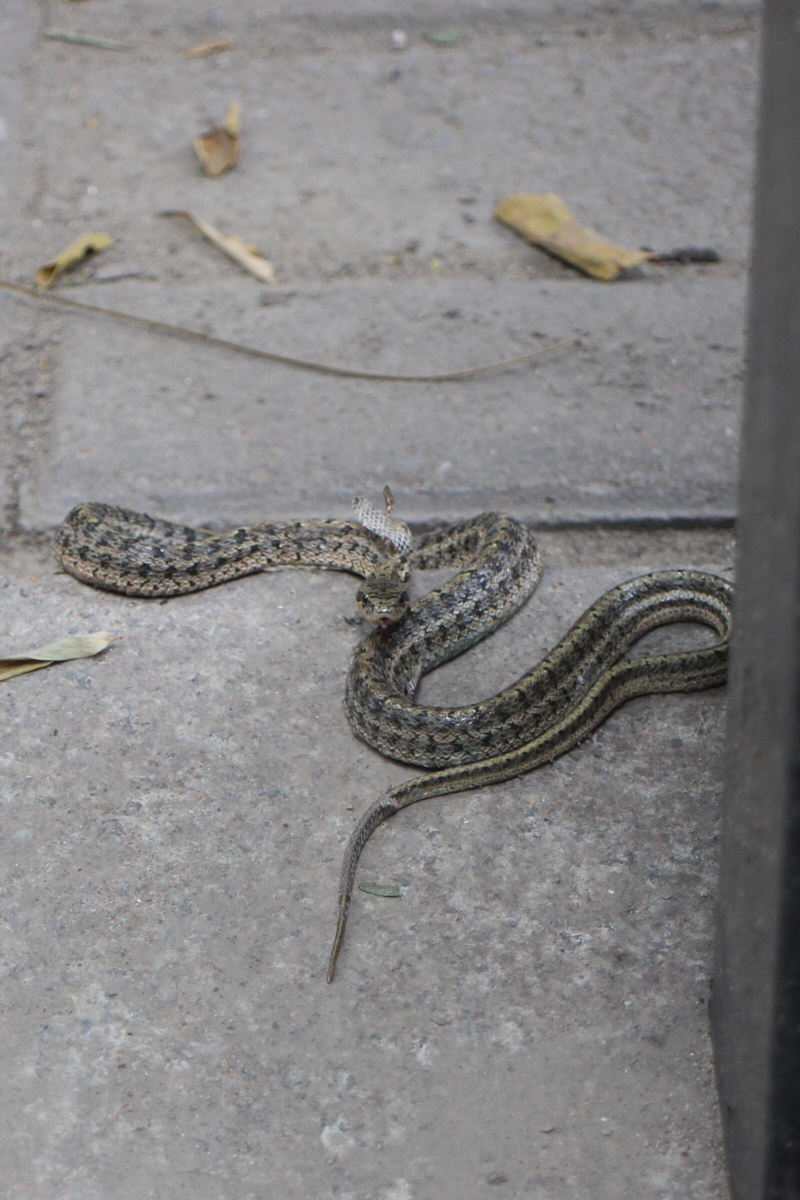 Canon EOS M + Canon EF-M 18-55mm F3.5-5.6 IS STM sample photo. Snake, long, reptile photography