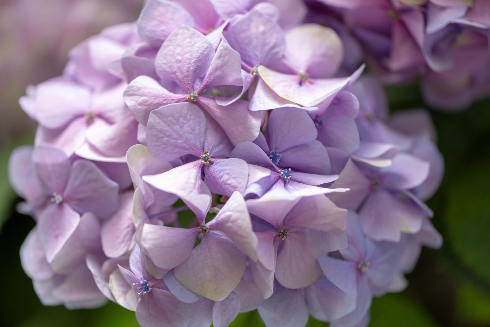 Nikon D610 sample photo. Hydrangea, flower, bloom photography