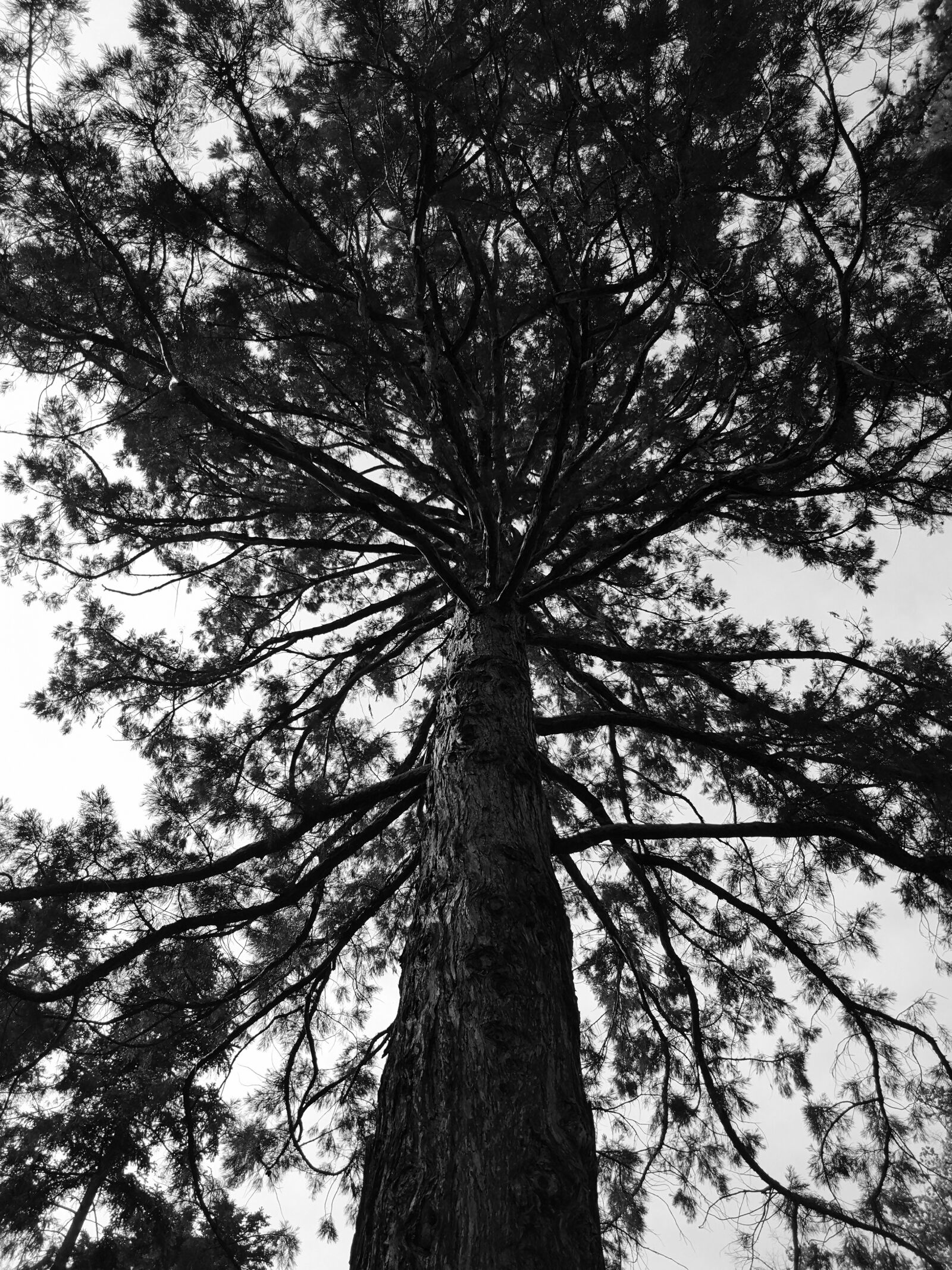 HUAWEI P20 sample photo. Black and white, tree photography