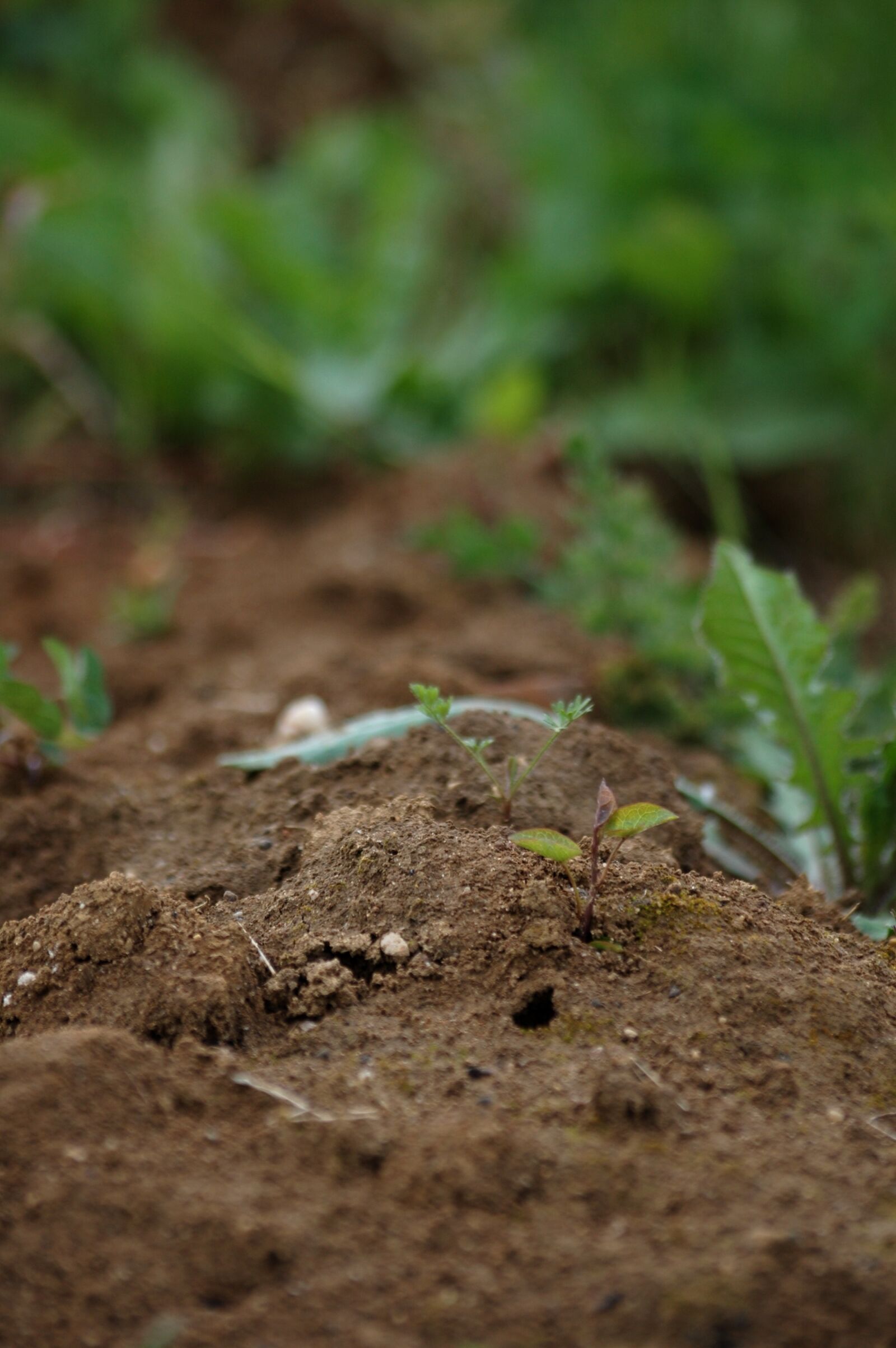 Nikon D40 sample photo. Earth, nature, garden photography