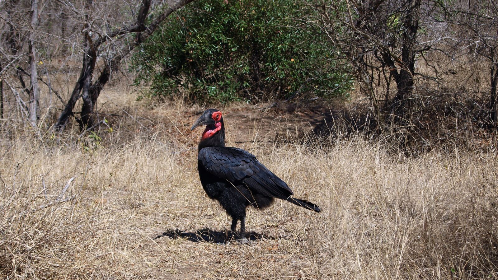 Olympus E-420 (EVOLT E-420) sample photo. Ground-hornbill, raven, bird photography