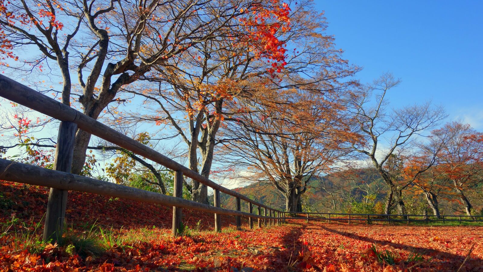 Sony Cyber-shot DSC-RX100 sample photo. Japan, autumn, autumnal leaves photography