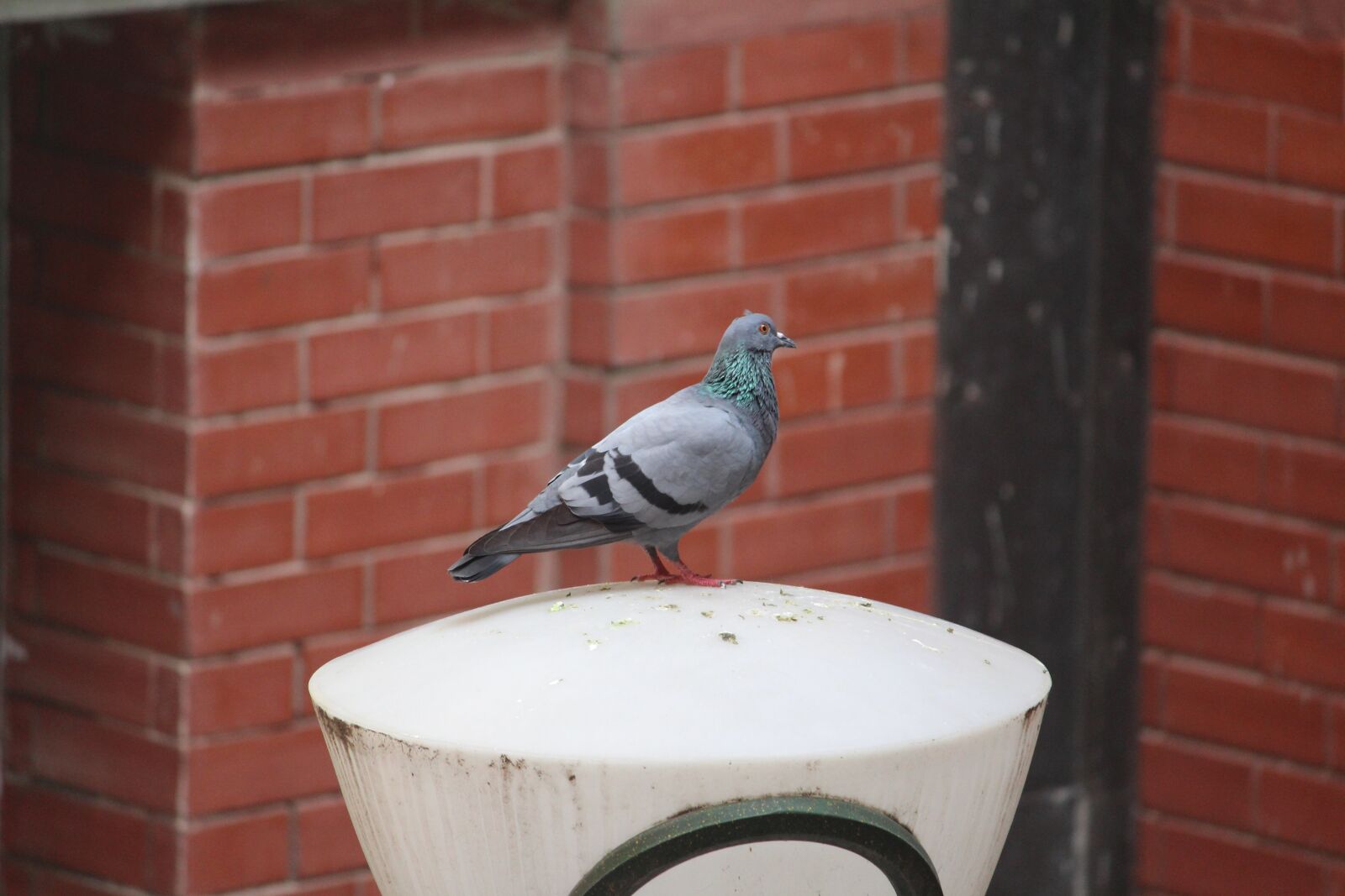 Canon EOS 1200D (EOS Rebel T5 / EOS Kiss X70 / EOS Hi) sample photo. Pigeon, columba, aves photography