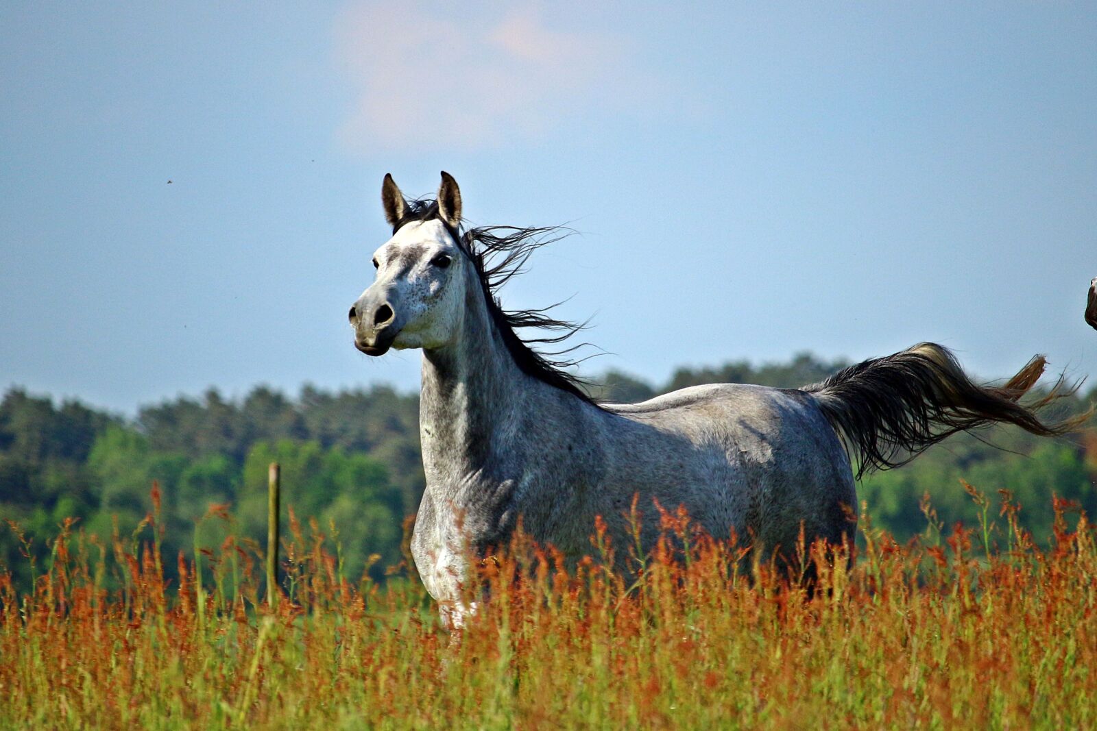 Canon EF-S 55-250mm F4-5.6 IS STM sample photo. Horse, meadow, mold photography