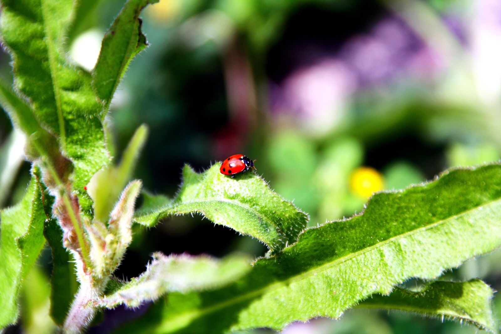 Canon EOS 450D (EOS Rebel XSi / EOS Kiss X2) sample photo. Insects, ladybug, cute photography