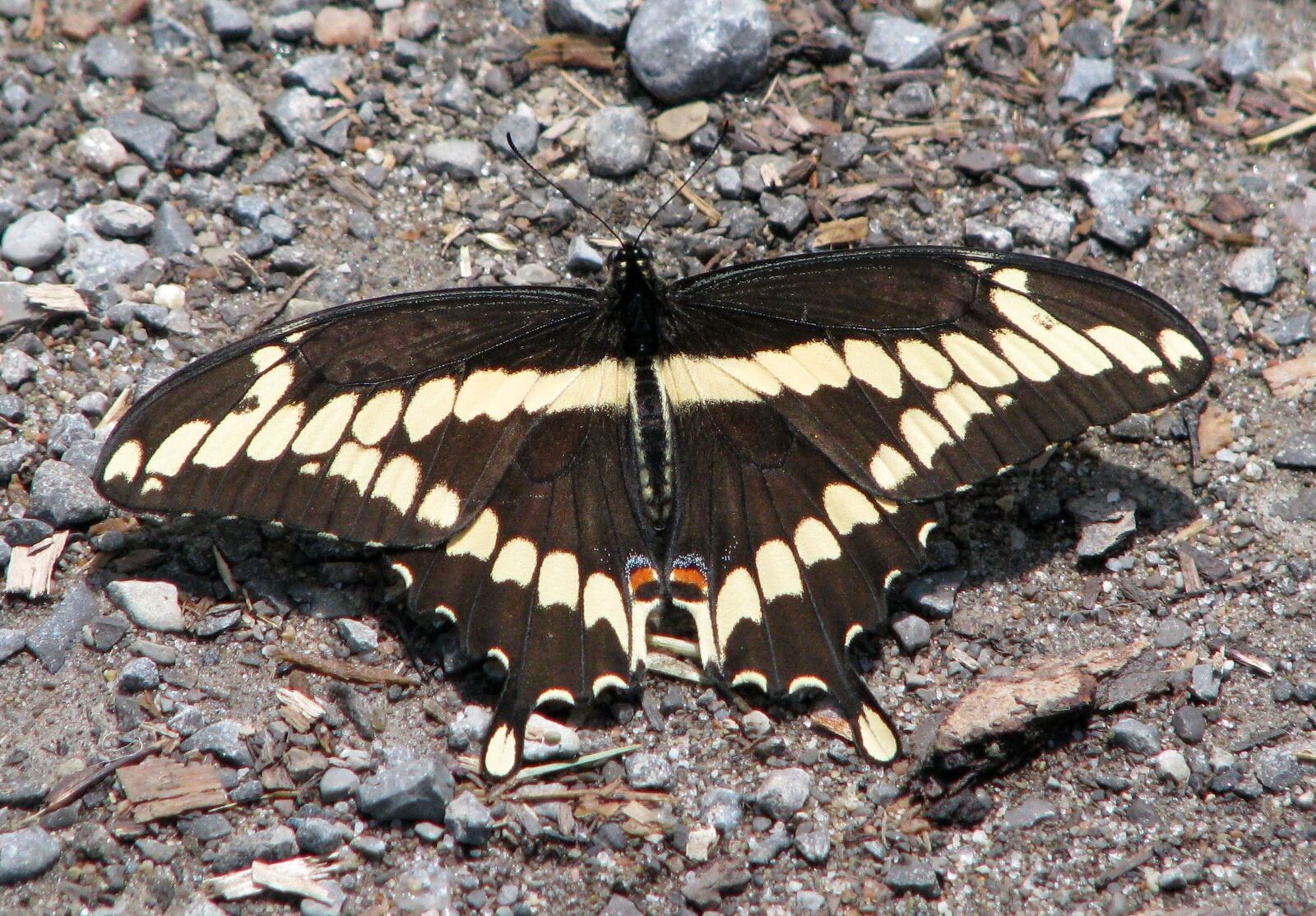Canon POWERSHOT S5 IS sample photo. Giant swallowtail, papilio cresphontes photography
