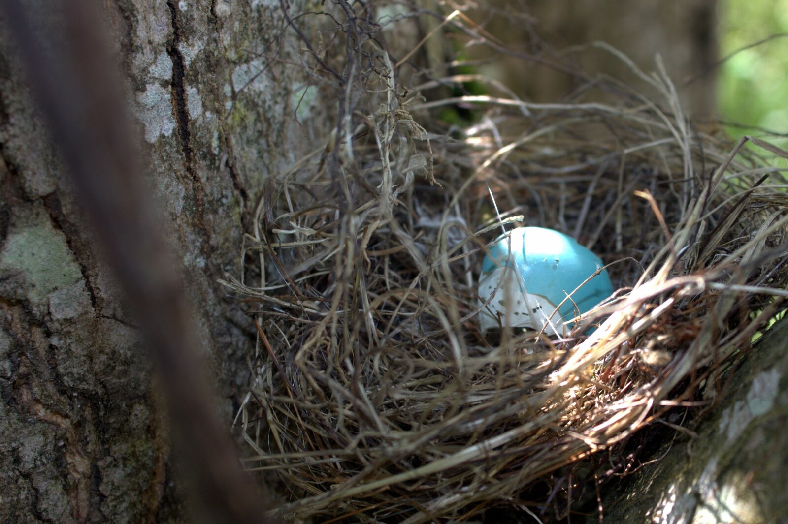 Canon EOS 700D (EOS Rebel T5i / EOS Kiss X7i) + Canon EF-S 18-55mm F3.5-5.6 IS sample photo. Egg, robin, nest photography
