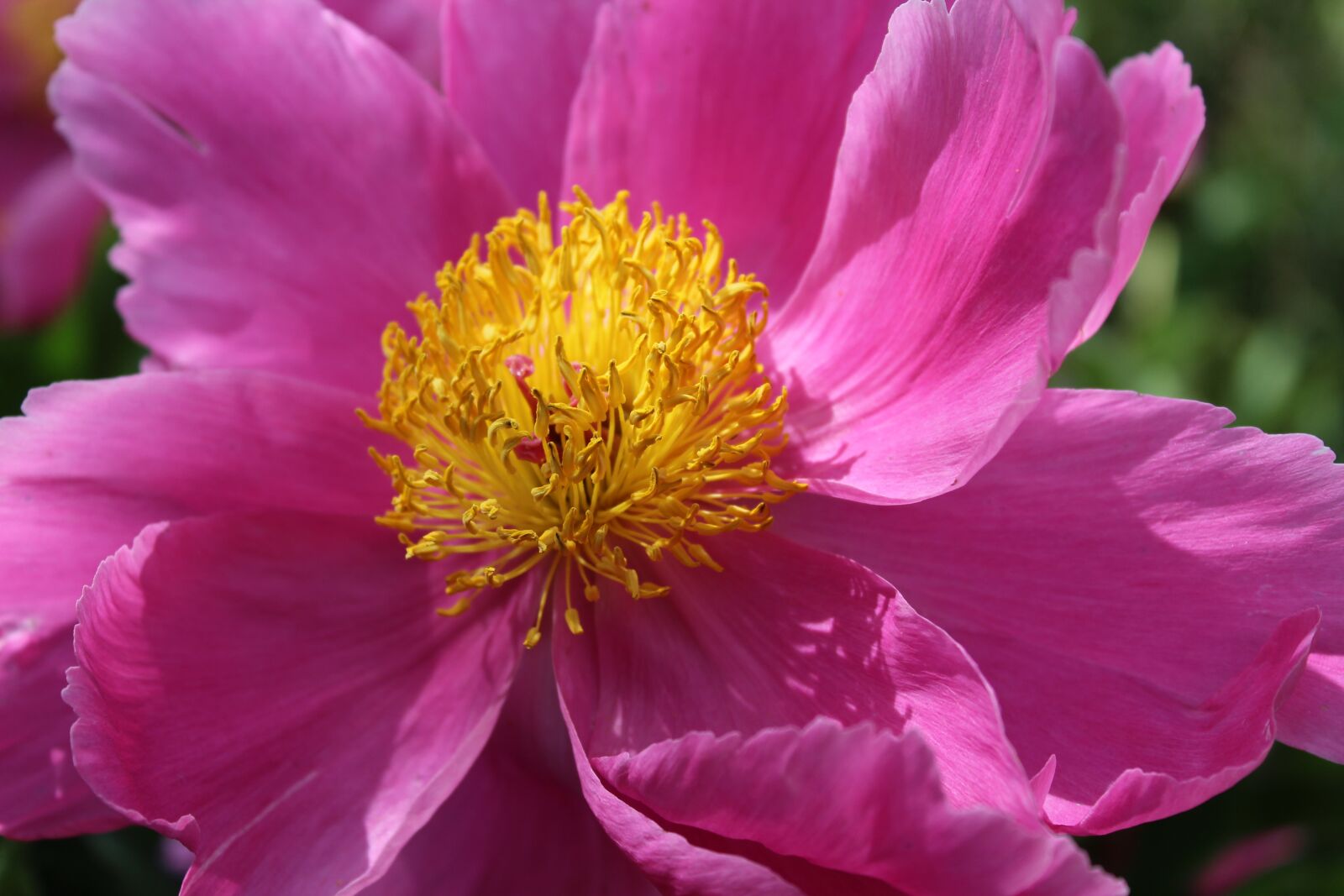 Canon EOS 1300D (EOS Rebel T6 / EOS Kiss X80) sample photo. Peony, pink, flower photography