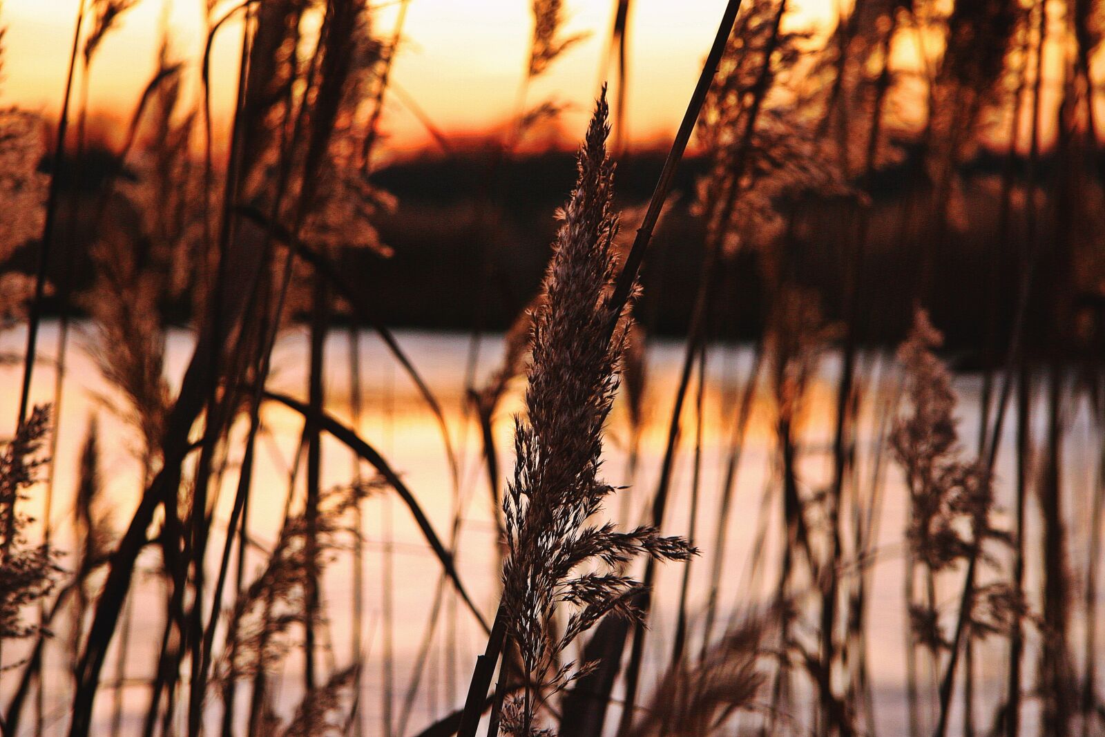 Canon EOS 20D sample photo. Afterglow, sunset, reed photography