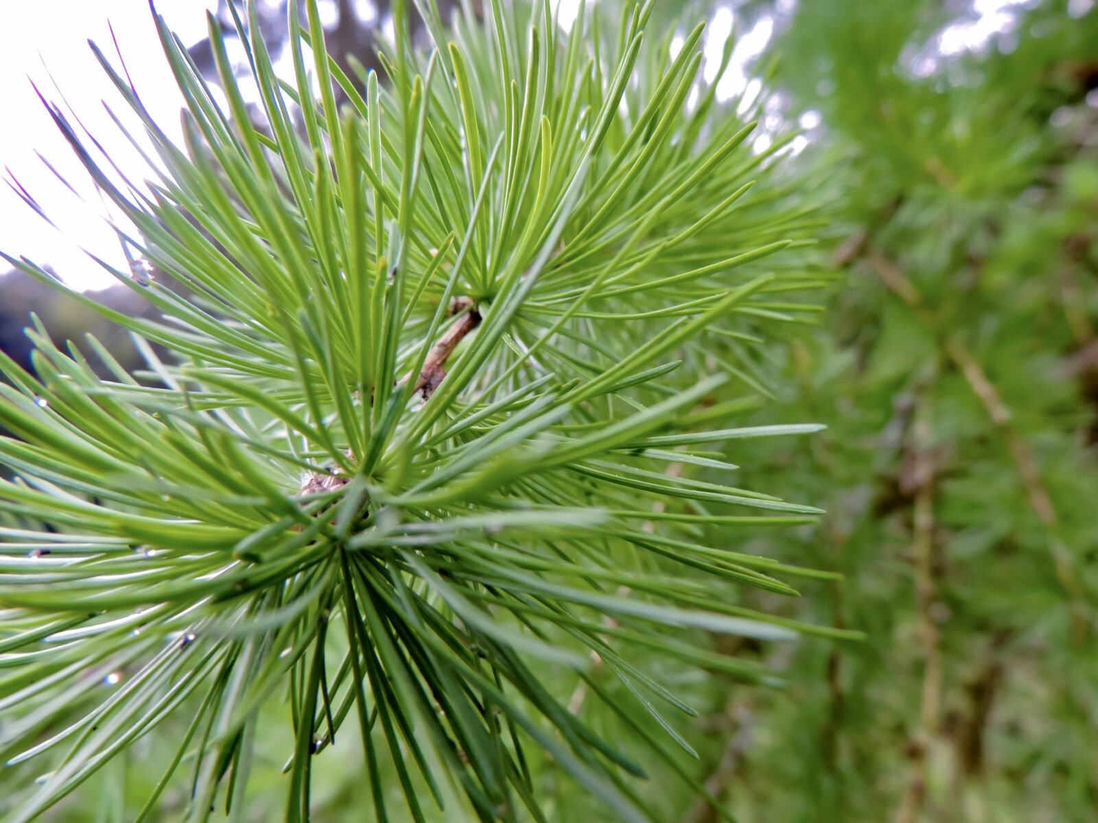Nikon Coolpix P520 sample photo. Pine, branch, needles photography