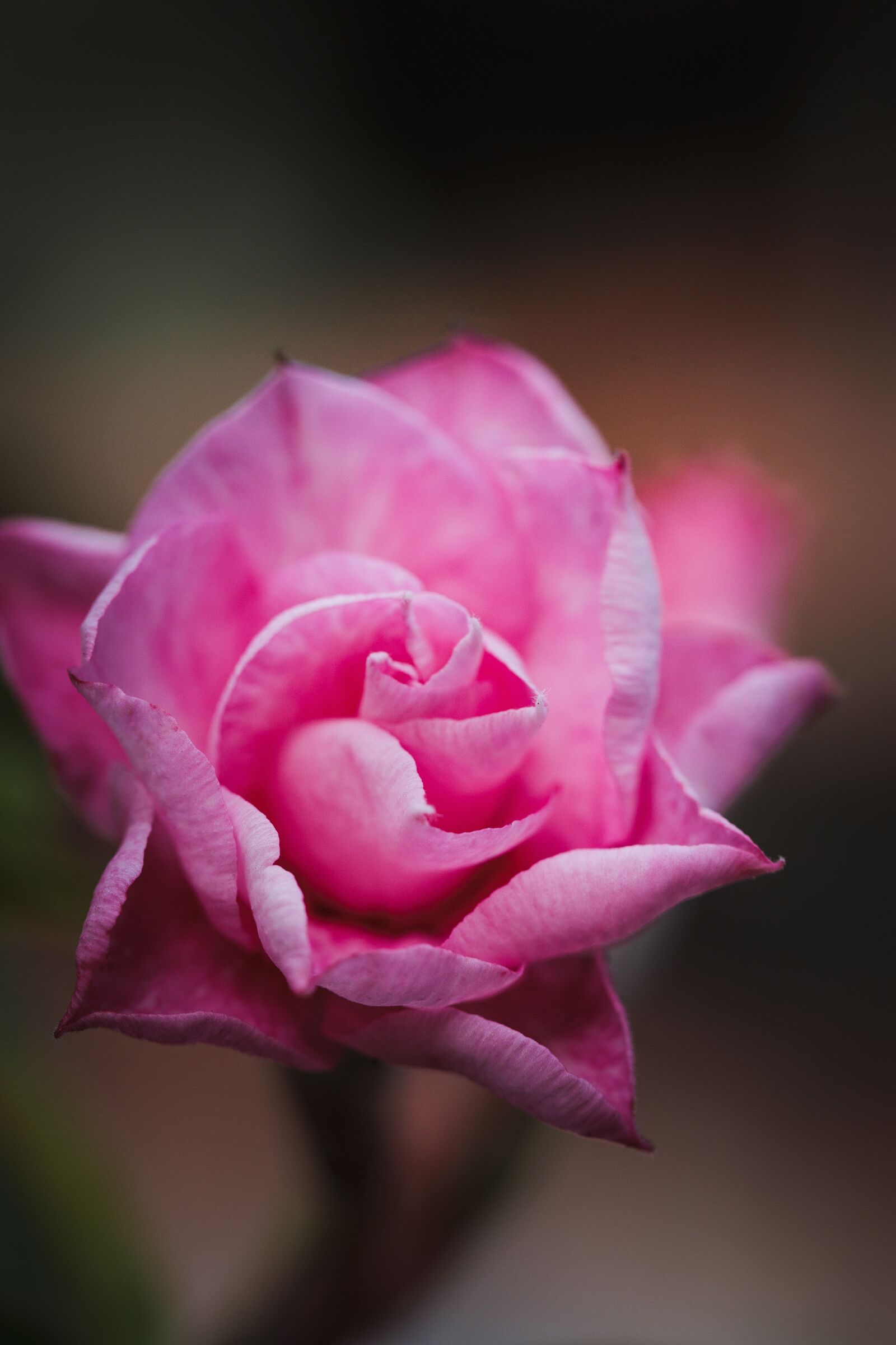 Canon EF 100mm F2.8L Macro IS USM sample photo. Adenium flower, blossom, flower photography