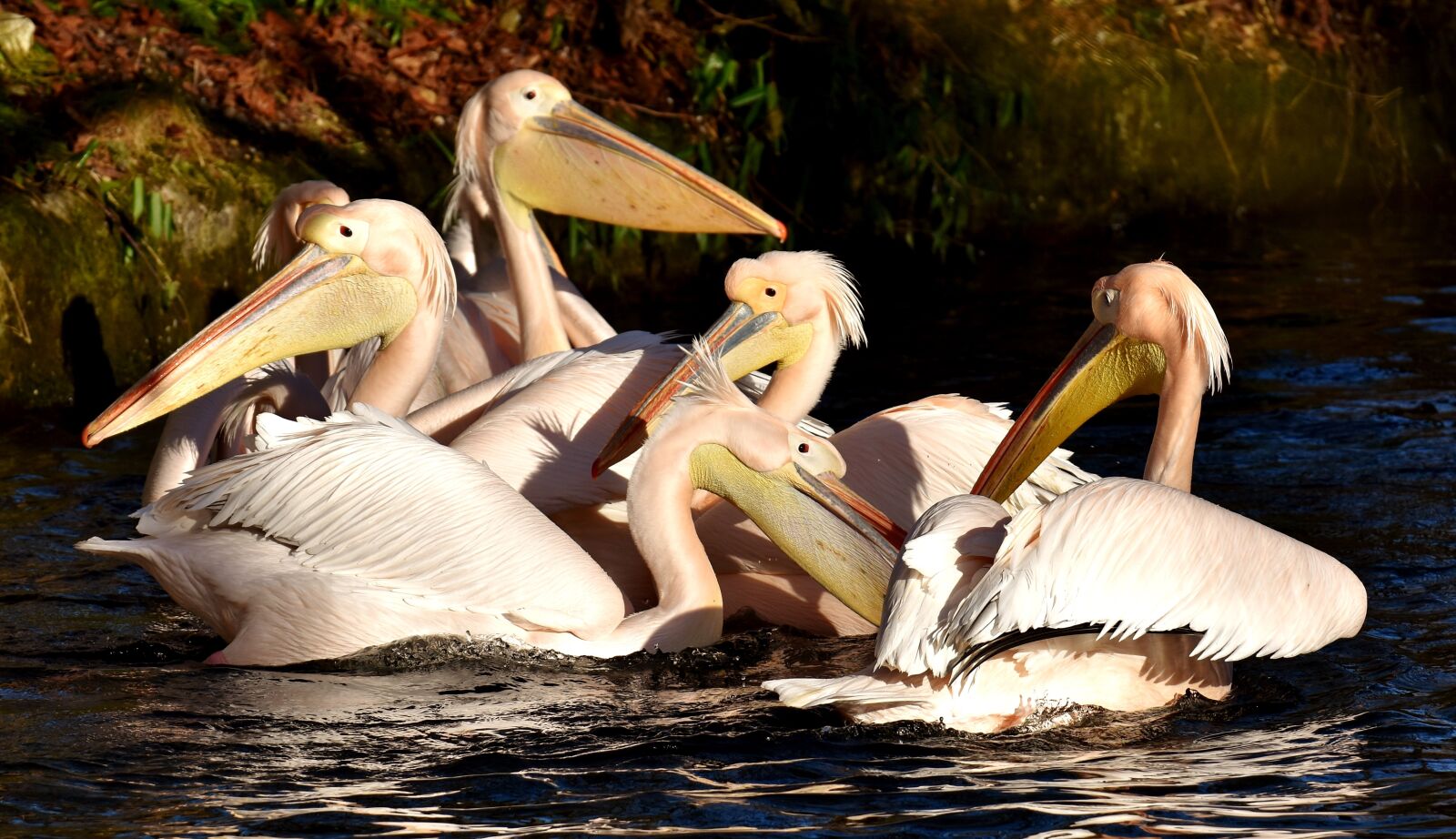 Nikon D7200 sample photo. Pelikan, bird, bill photography