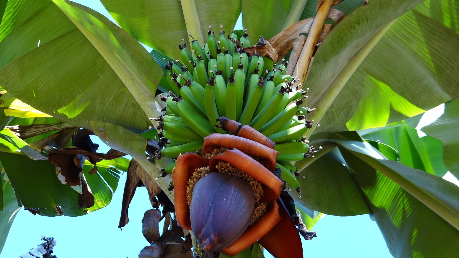 Sony DSC-HX200V sample photo. Banana, bunch of banana photography