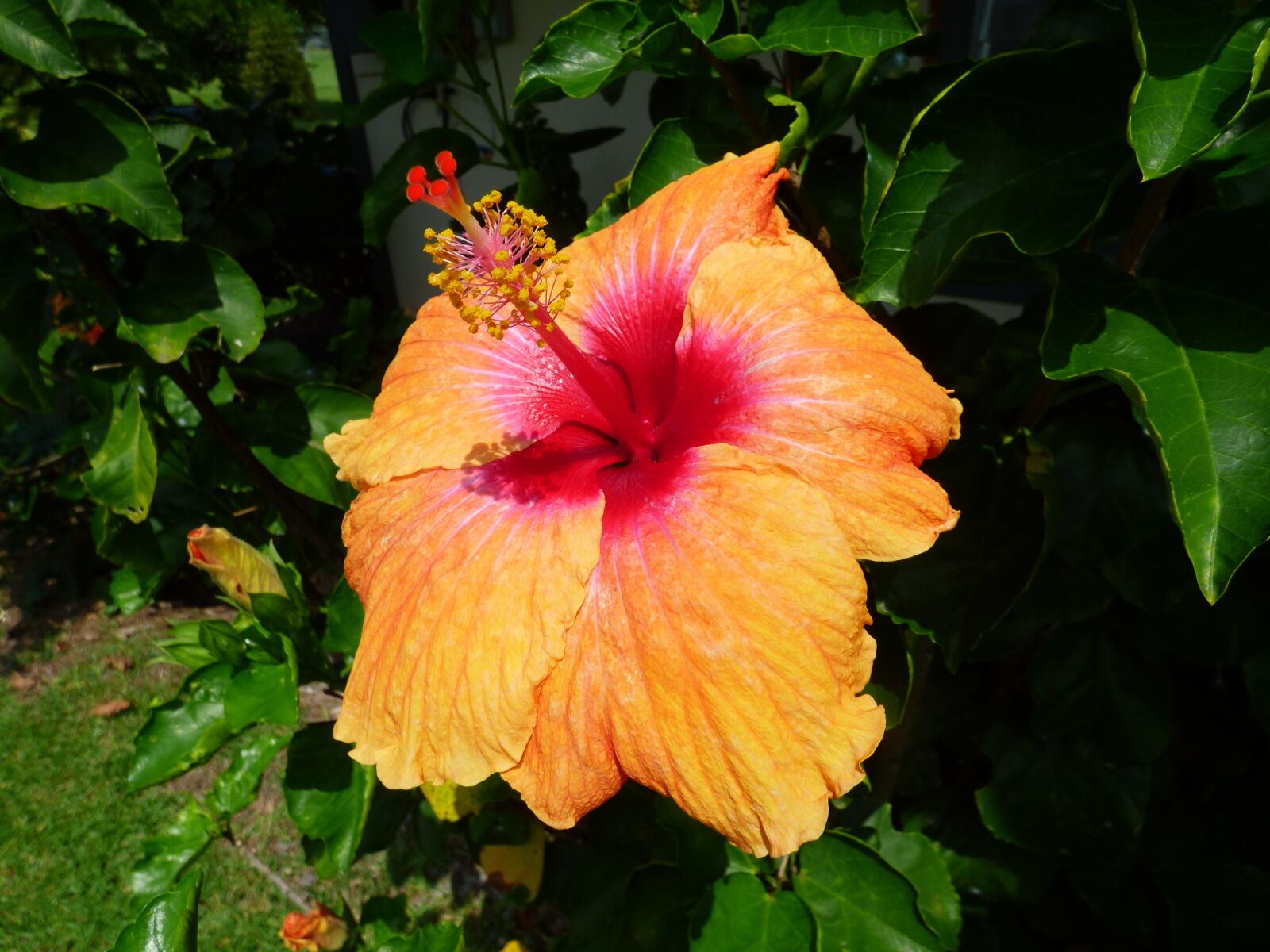 Panasonic Lumix DMC-FZ70 sample photo. Hawaii, plant, hibiscus photography