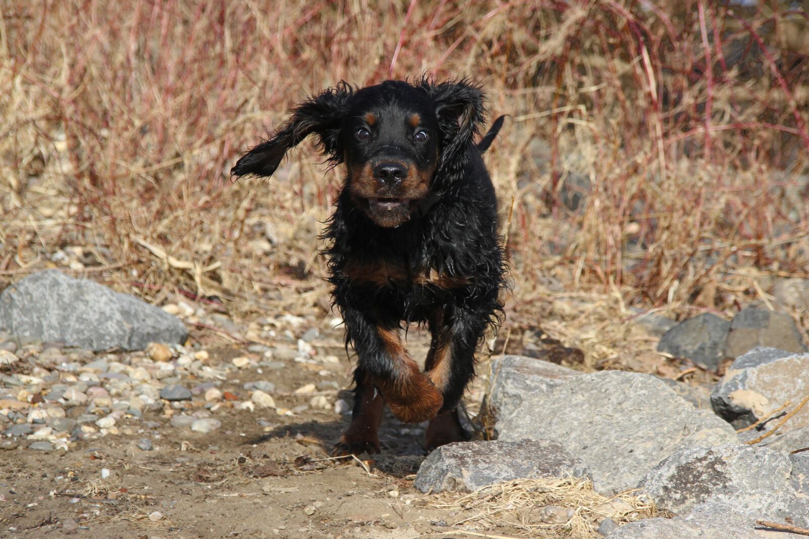 Canon EOS 600D (Rebel EOS T3i / EOS Kiss X5) sample photo. Dog, setter, gordon photography