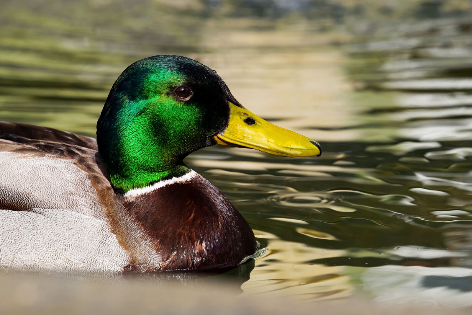 Fujifilm XF 55-200mm F3.5-4.8 R LM OIS sample photo. Mallard, duck, anas platyrhynchos photography
