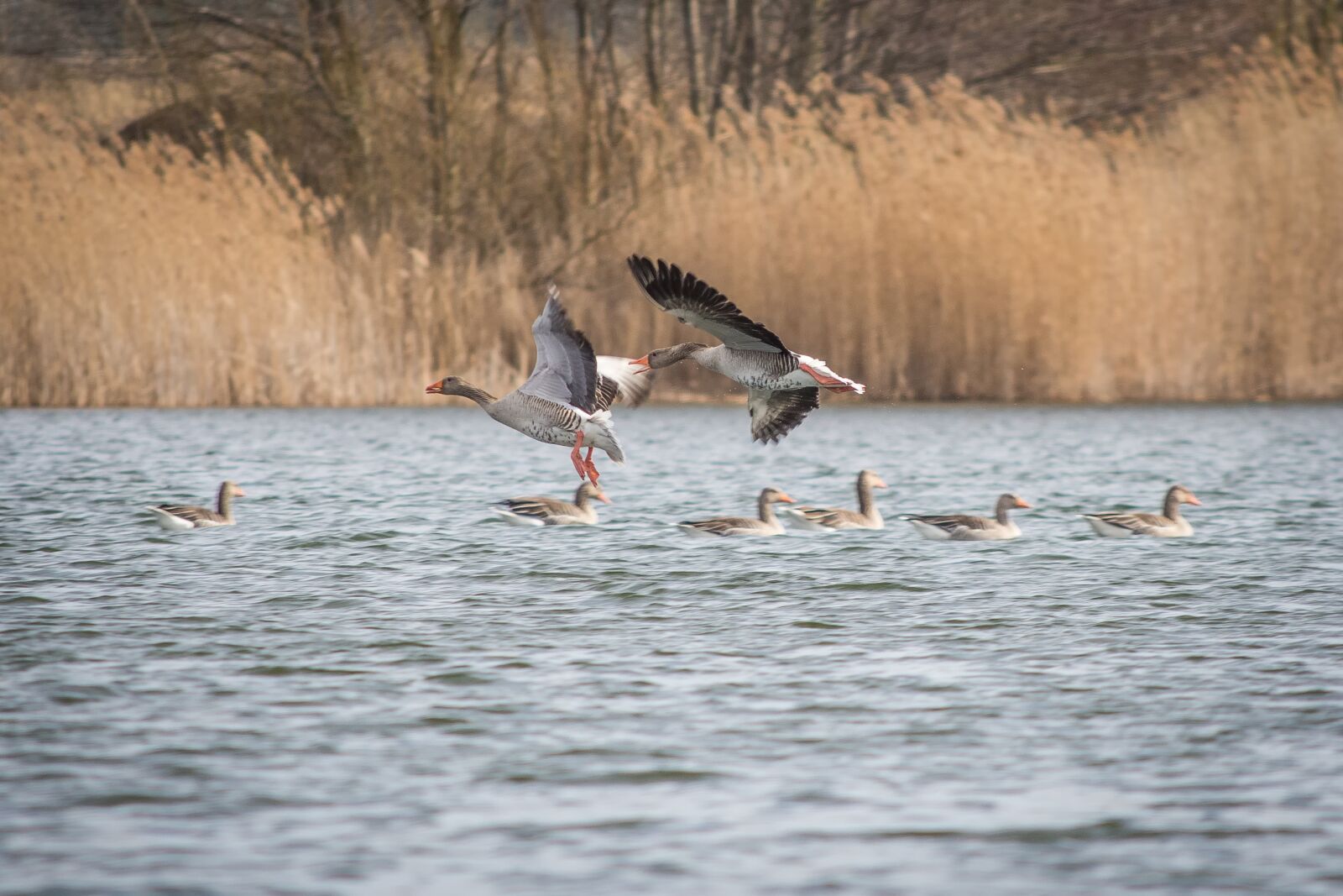 Nikon D7200 sample photo. Geese, greylag goose, lake photography