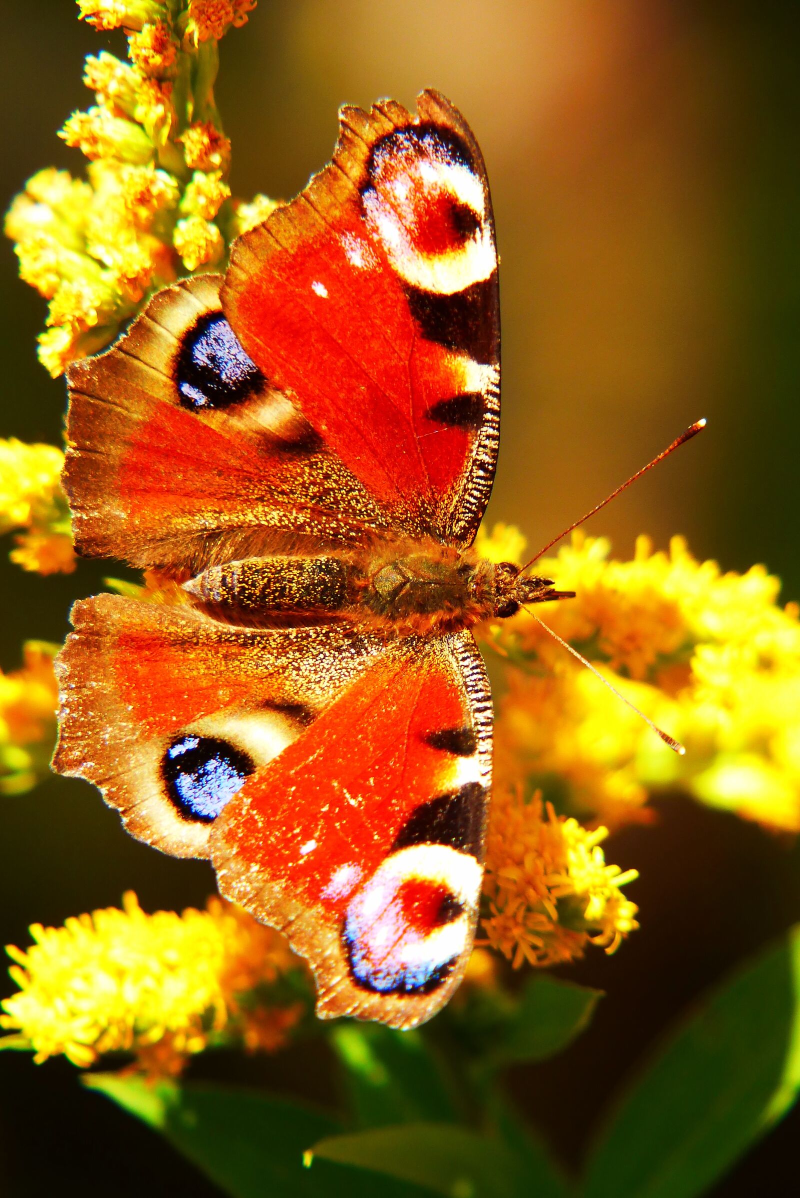Panasonic Lumix DMC-FZ200 sample photo. Painted peacock, butterfly day photography