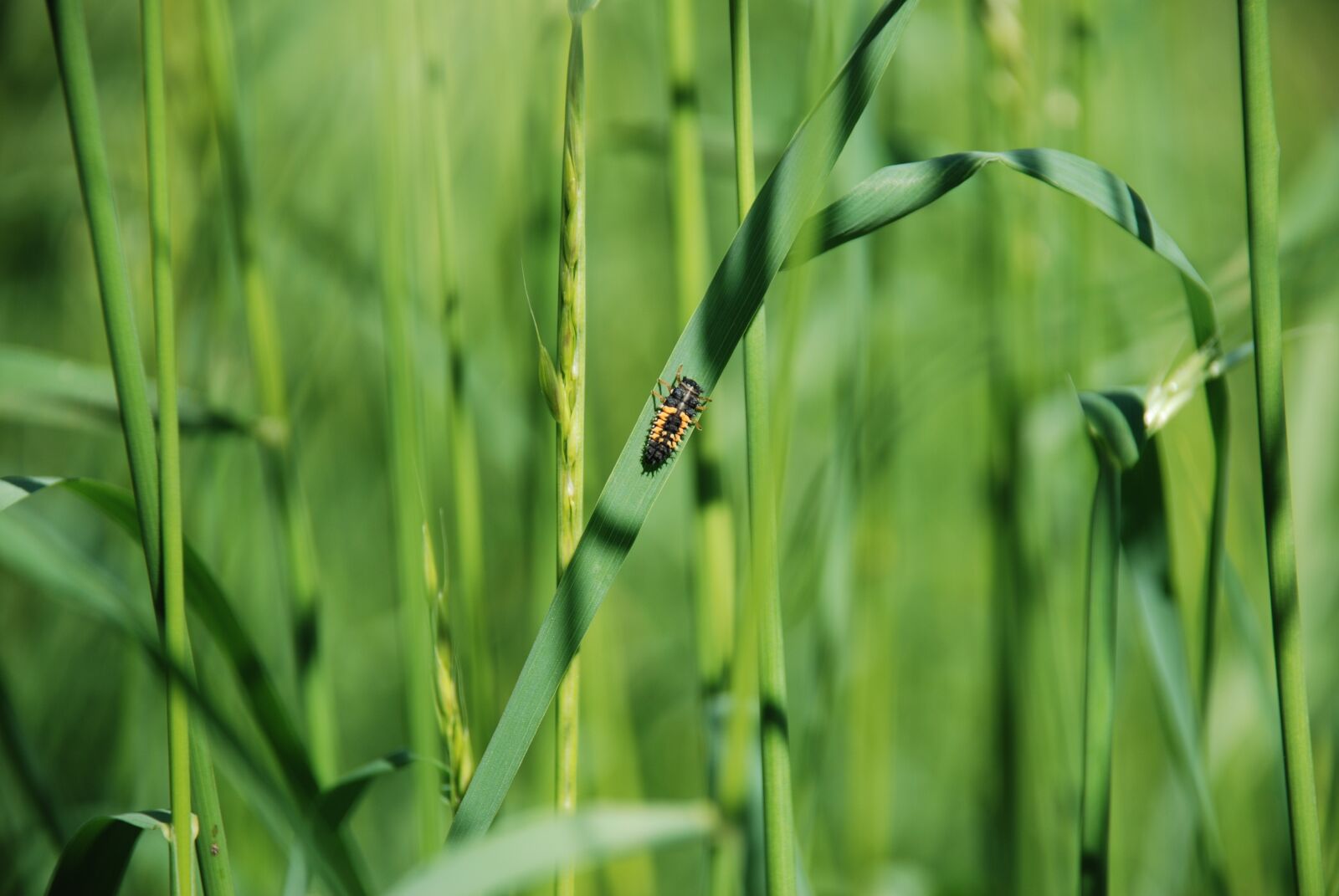 Nikon D80 sample photo. Beetle, grass, insect photography