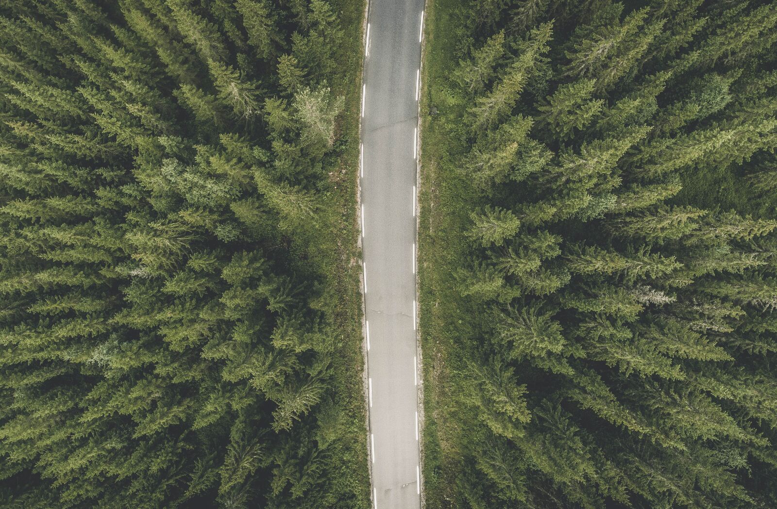 DJI FC330 sample photo. Trees, nature, road photography