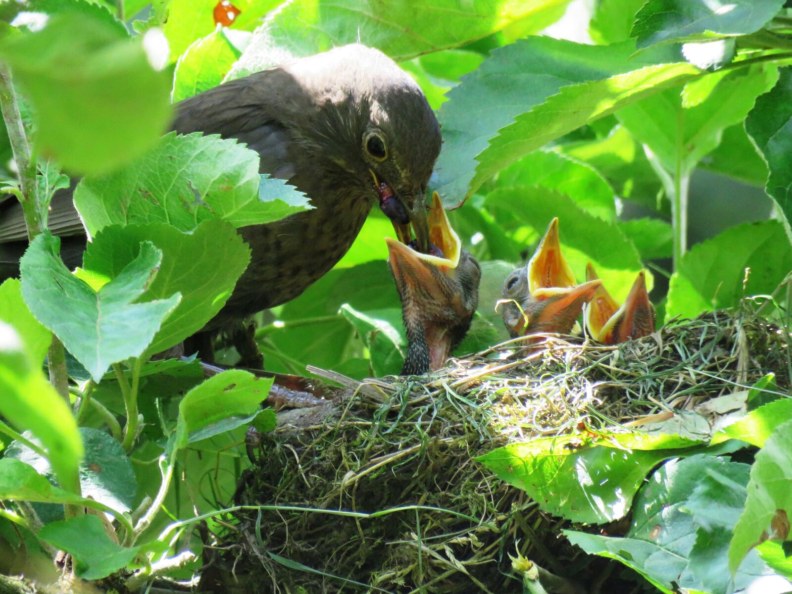 Canon PowerShot SX60 HS sample photo. Blackbird, nest, young birds photography